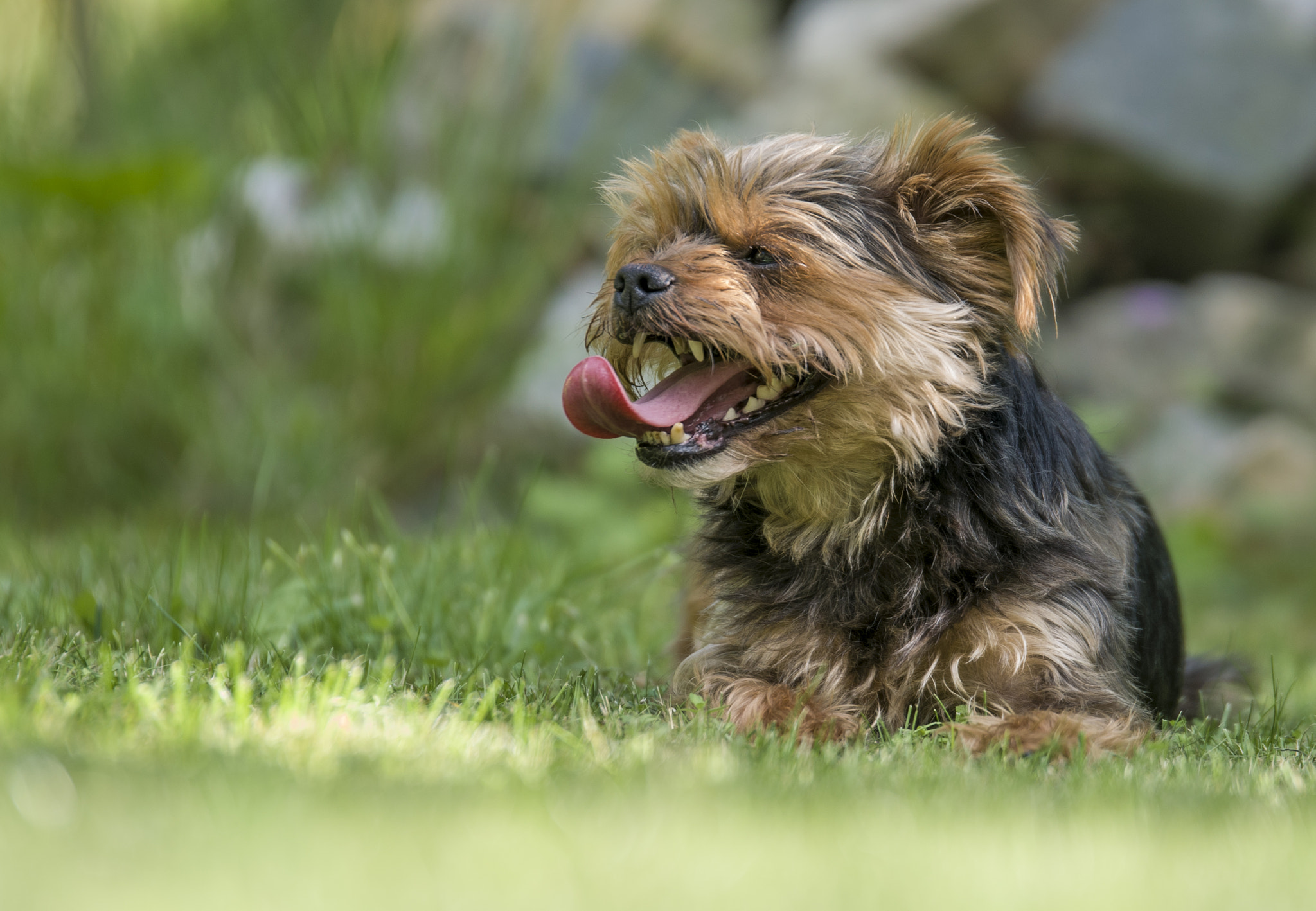 Nikon AF-S Nikkor 70-200mm F2.8G ED VR II sample photo. Yorker photography