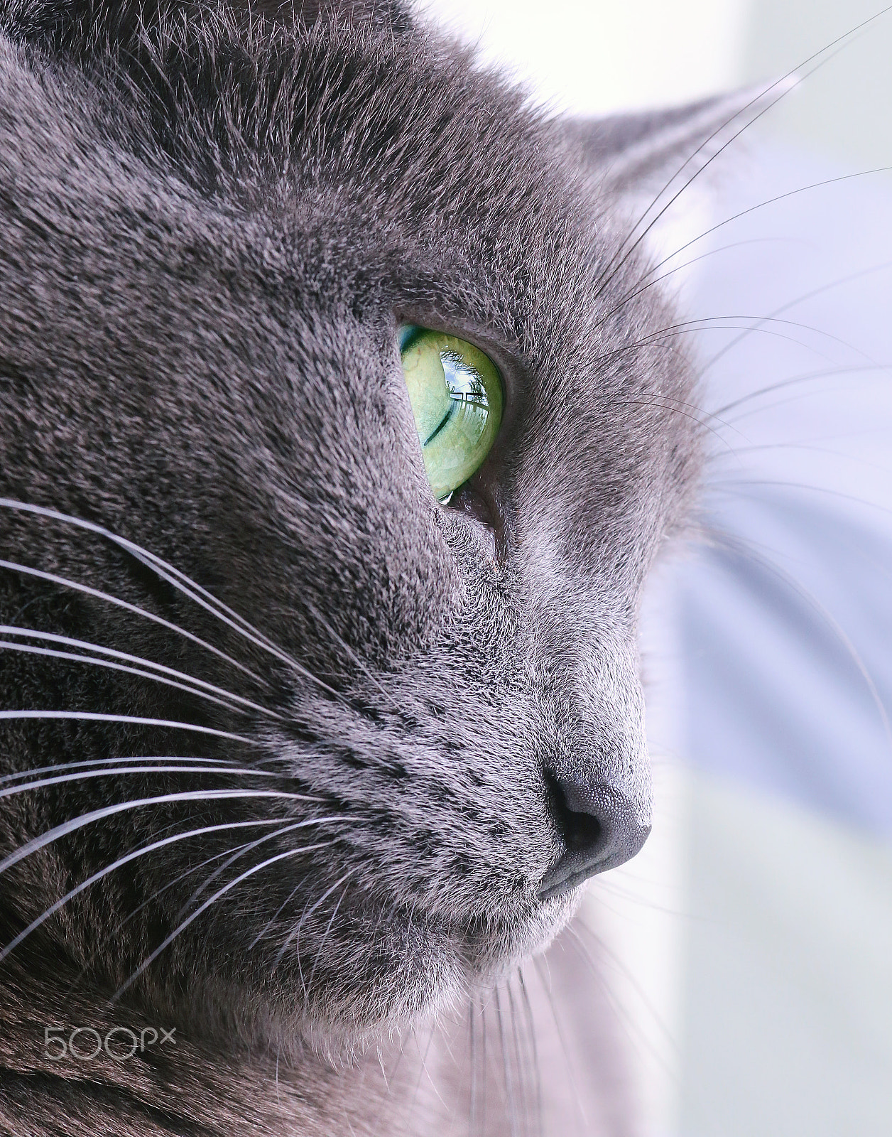 Canon EF 100mm F2.8 Macro USM sample photo. Cateye photography