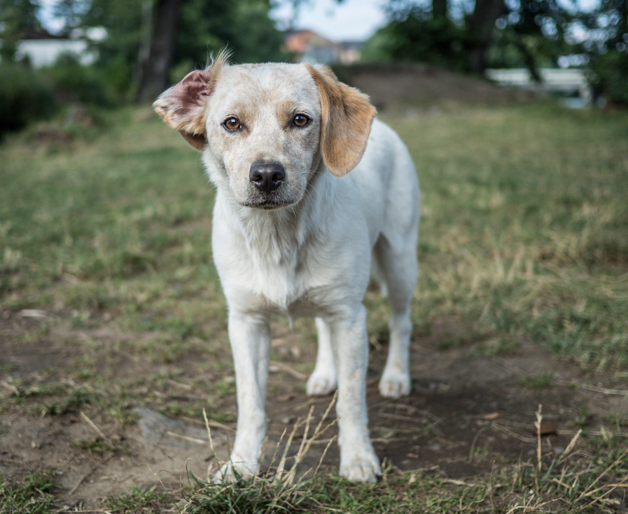 Olympus OM-D E-M5 II + LUMIX G 20/F1.7 II sample photo. Stray dog photography