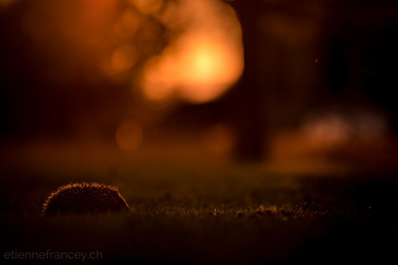 Sigma 150mm F2.8 EX DG OS Macro HSM sample photo. Evening stroll photography
