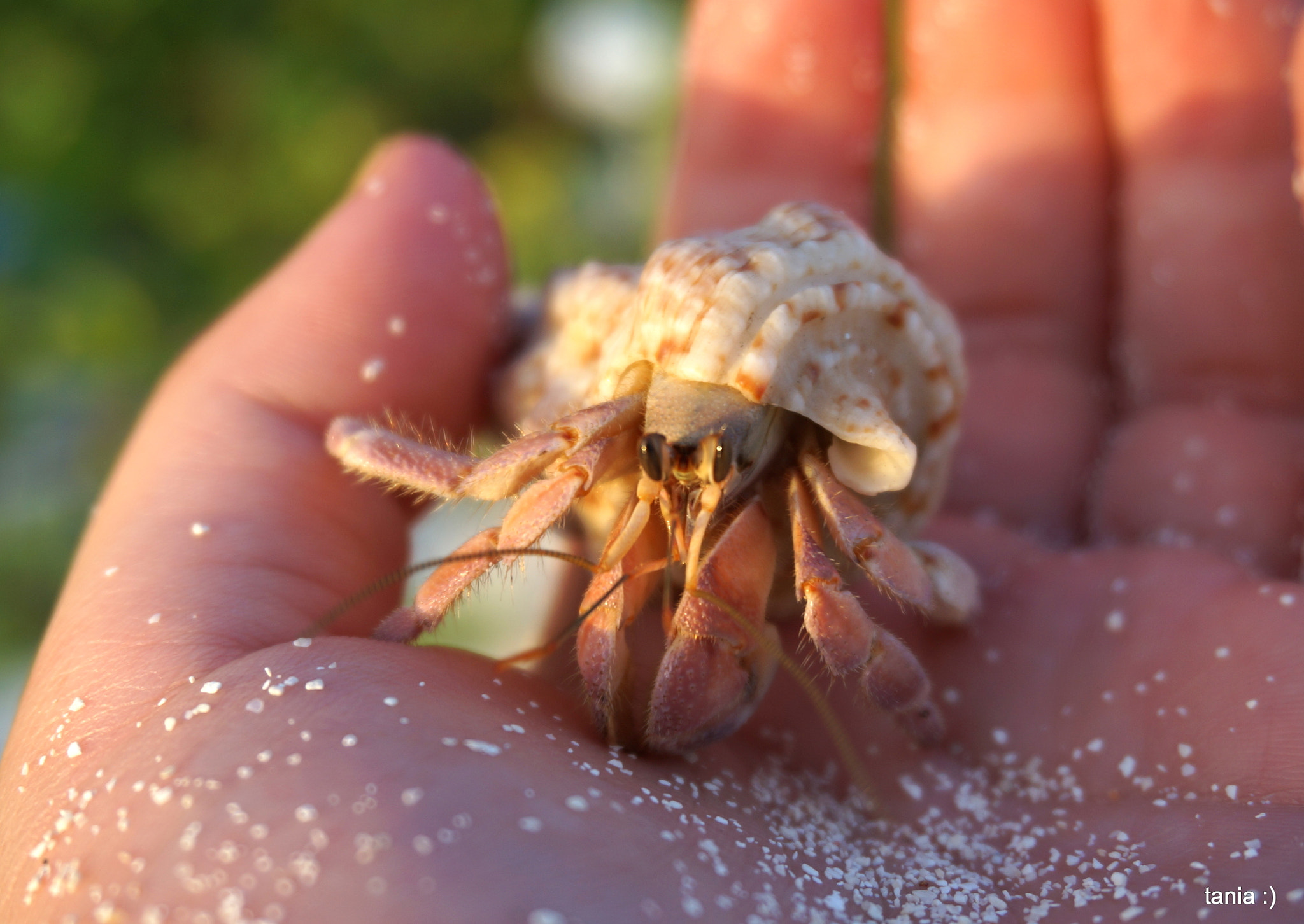 Sony Alpha NEX-5T + Sony E 18-50mm F4-5.6 sample photo. My little friend photography