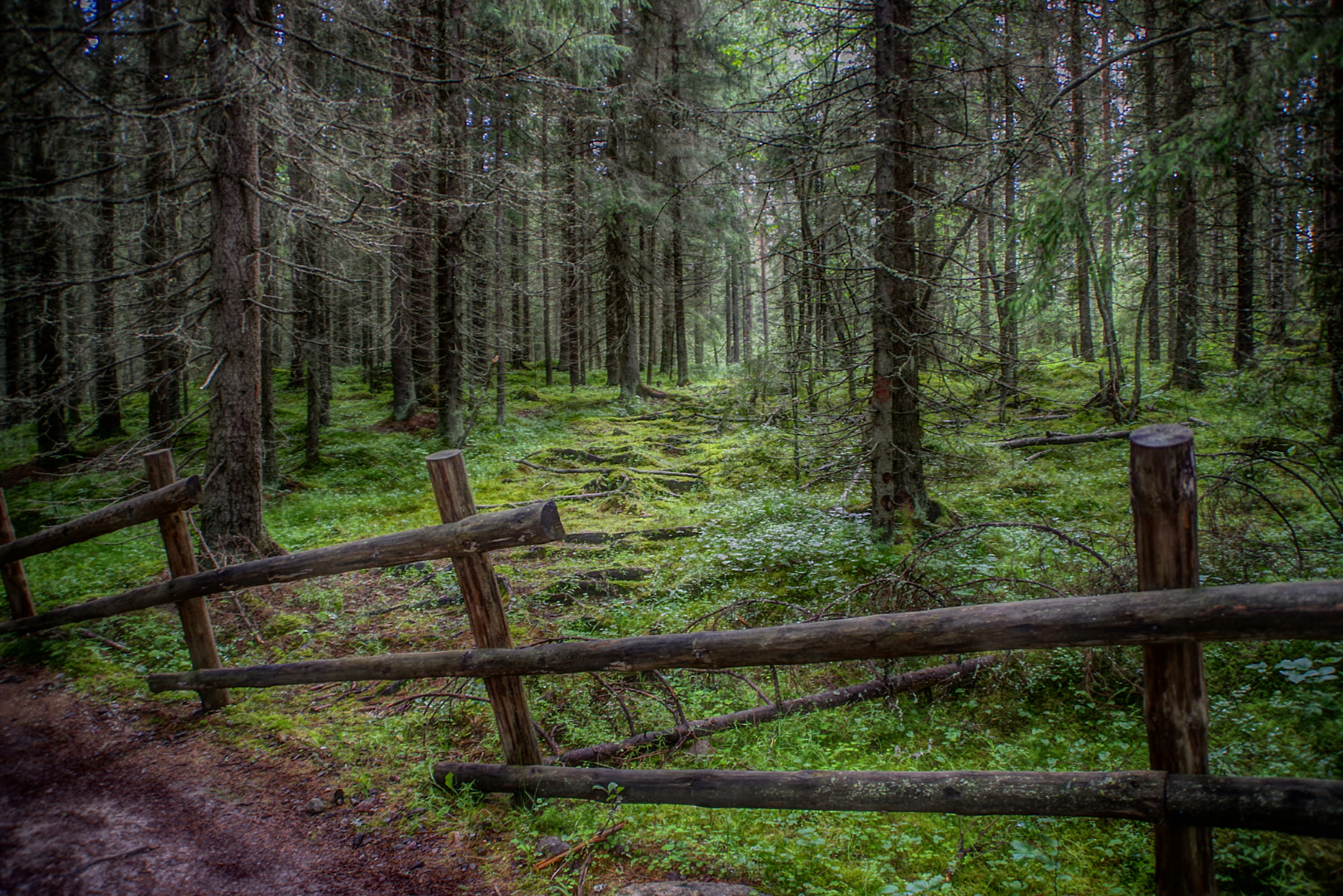 Pentax K-1 sample photo. Where the path begins photography