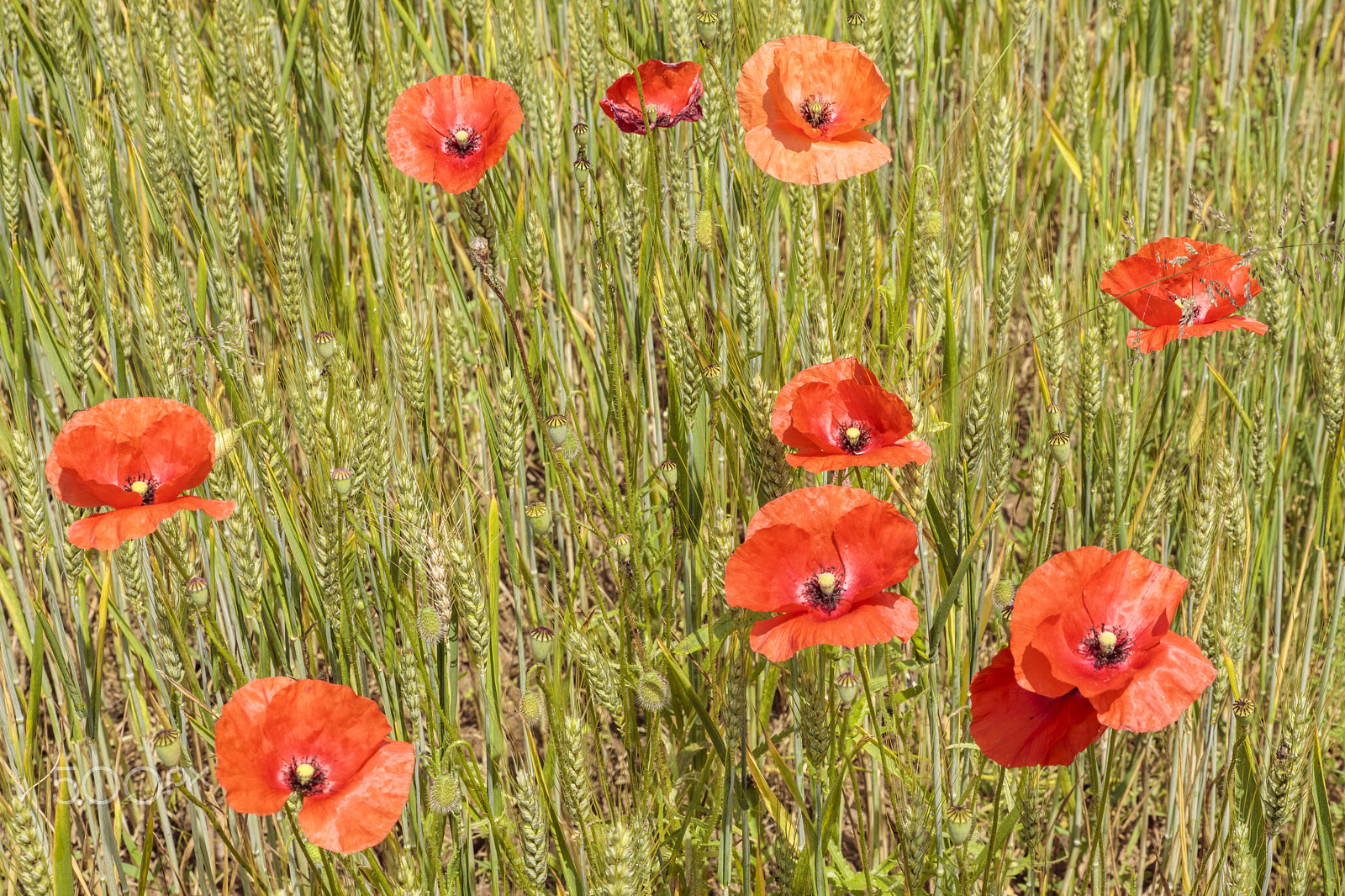Sigma 24-70mm F2.8 EX DG Macro sample photo. Wild flowers photography