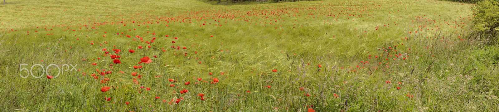 Sigma 24-70mm F2.8 EX DG Macro sample photo. Wild flowers photography