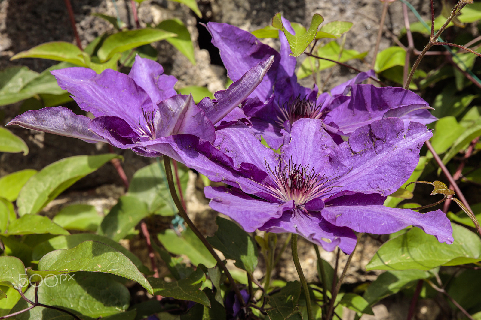 Sigma 24-70mm F2.8 EX DG Macro sample photo. Wild flowers photography