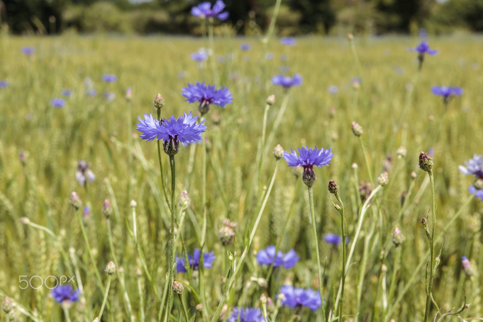 Sigma 24-70mm F2.8 EX DG Macro sample photo. Wild flowers photography