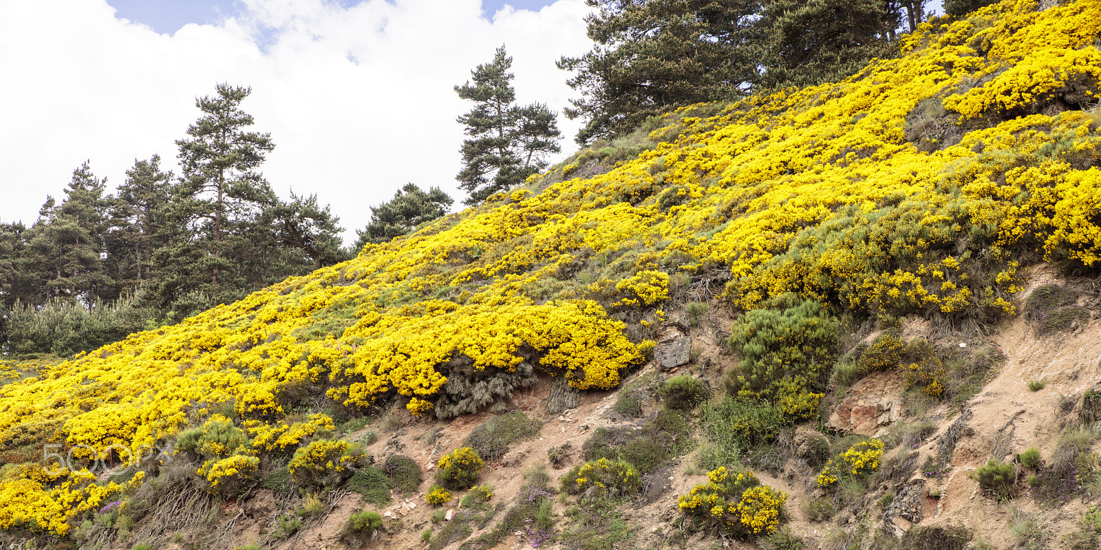 Sigma 24-70mm F2.8 EX DG Macro sample photo. Wild flowers photography