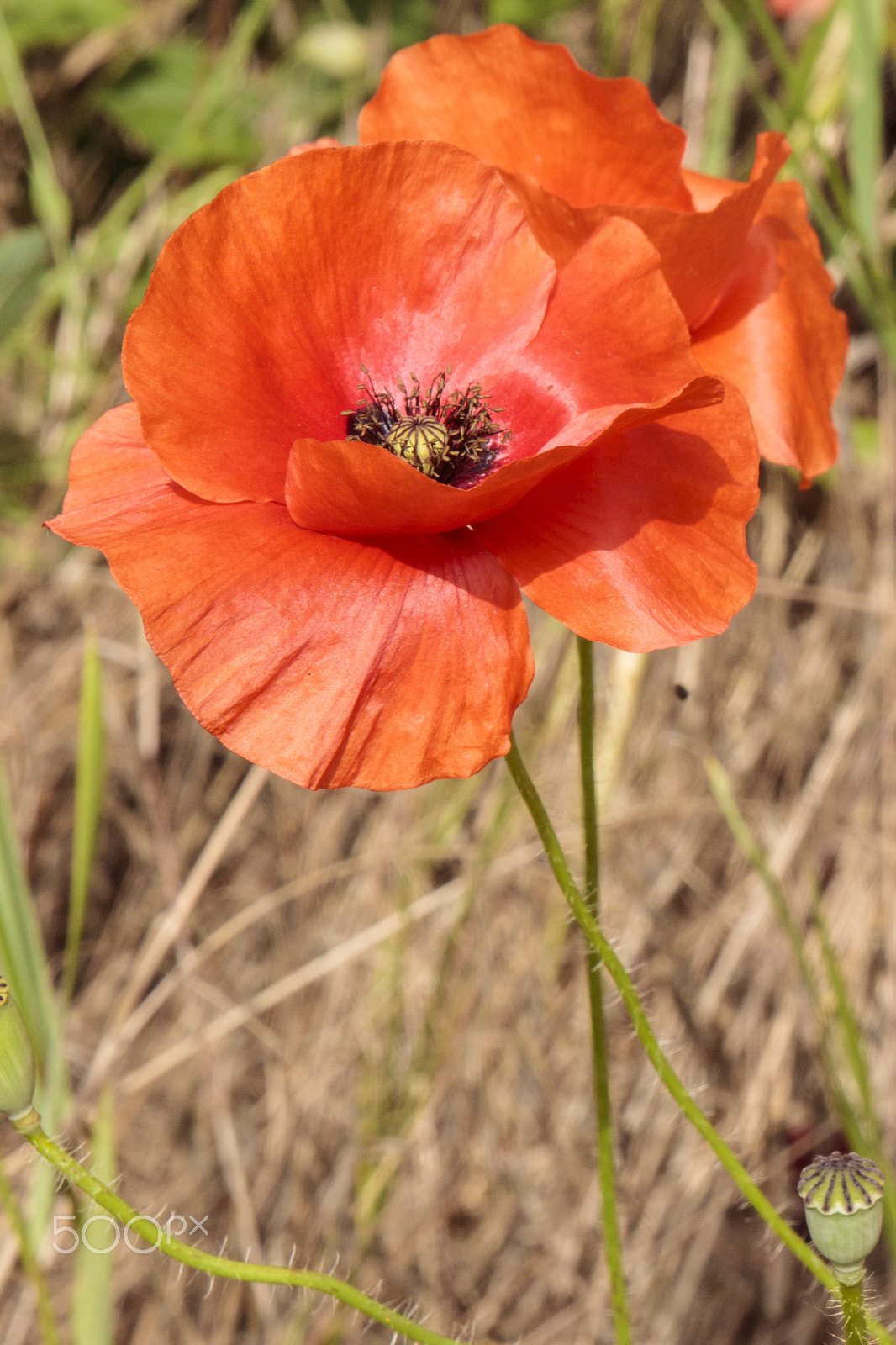 Sigma 24-70mm F2.8 EX DG Macro sample photo. Wild flowers photography