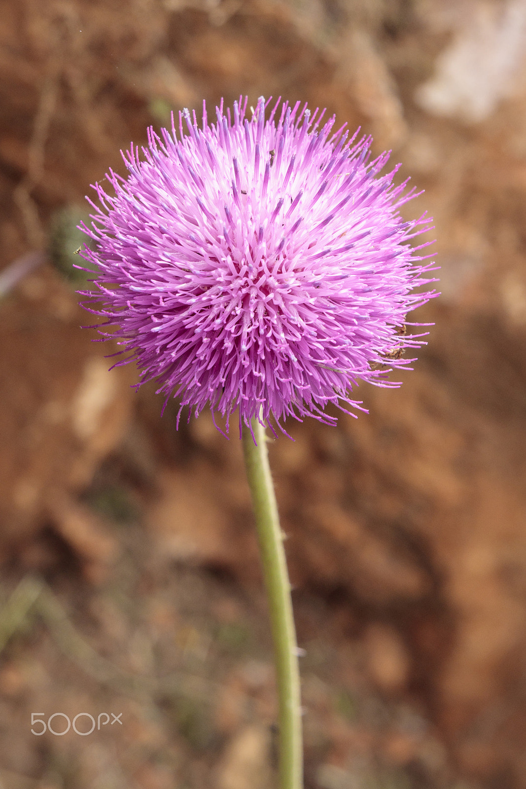 Sigma 24-70mm F2.8 EX DG Macro sample photo. Wild flowers photography