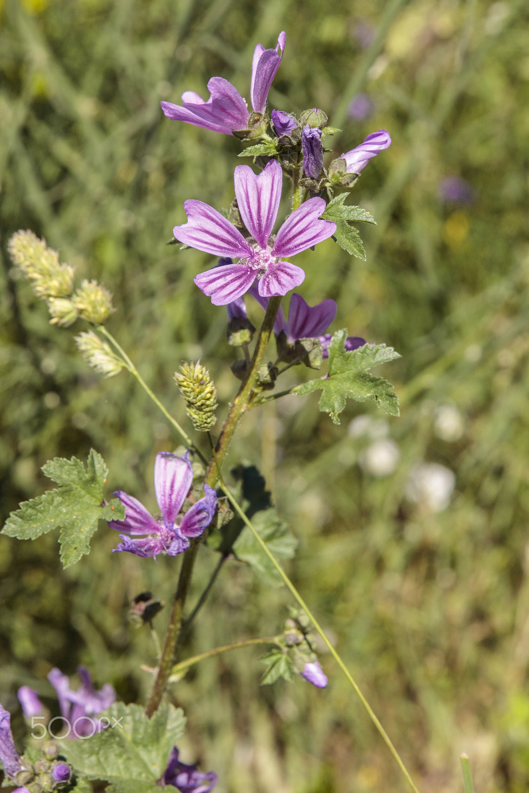 Sigma 24-70mm F2.8 EX DG Macro sample photo. Wild flowers photography