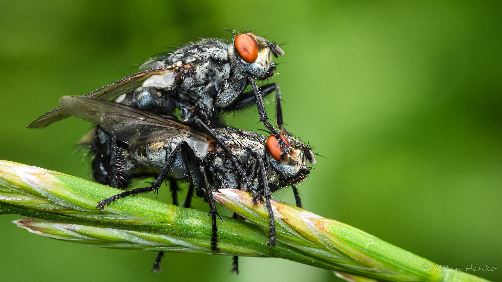 Nikon AF-S Micro-Nikkor 105mm F2.8G IF-ED VR sample photo. Love :) photography