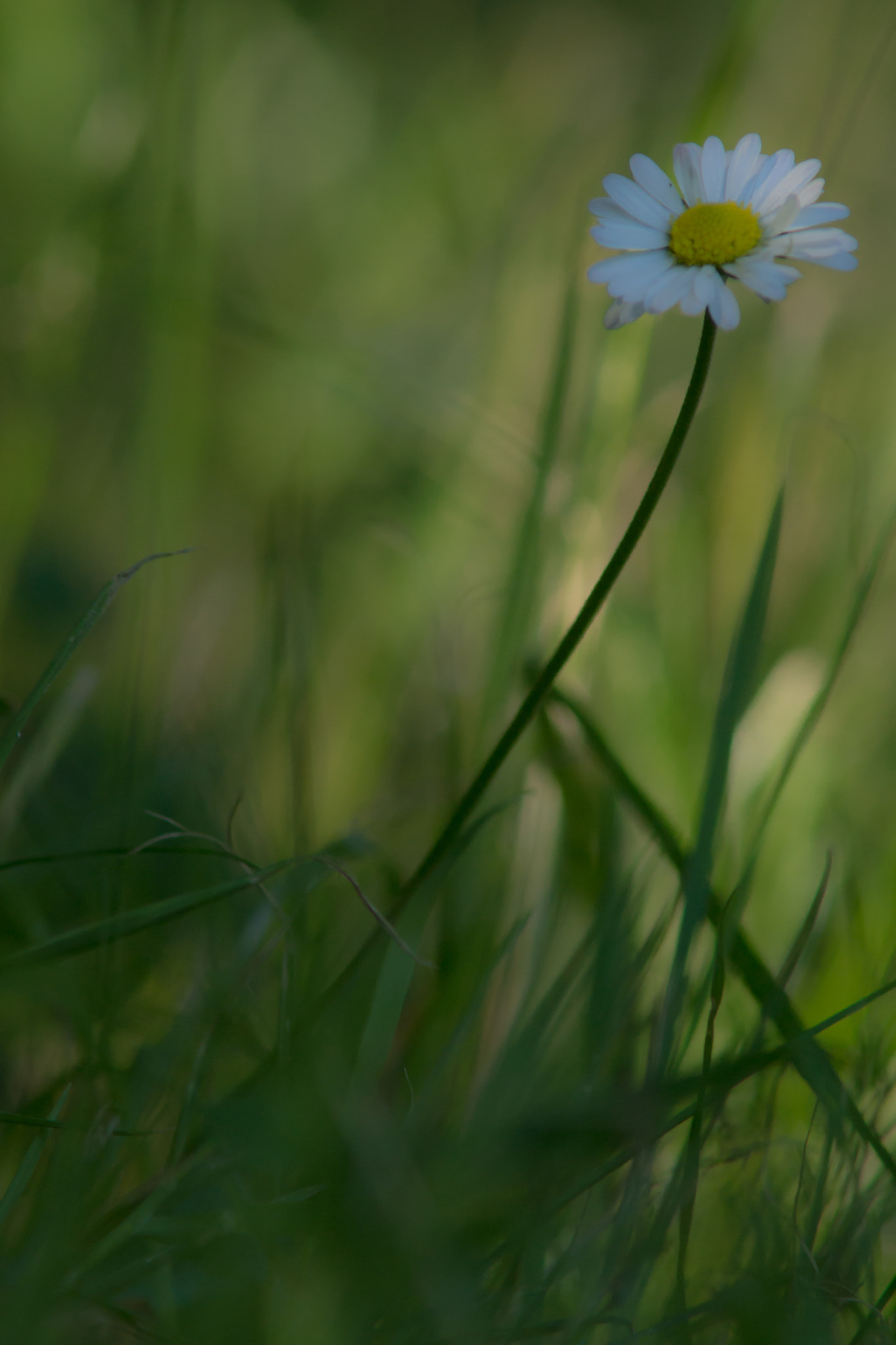 Sony SLT-A77 + Minolta AF 70-210mm F4 Macro sample photo. Daisy photography