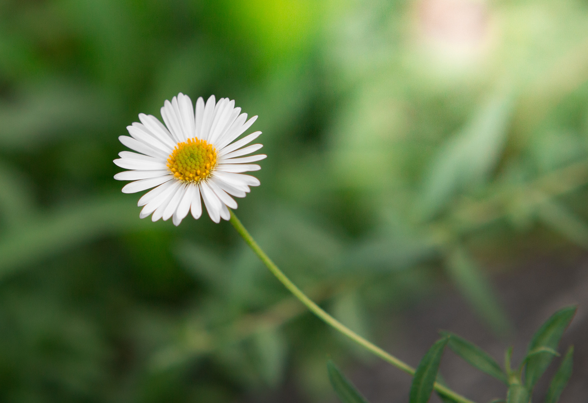 Canon EOS 700D (EOS Rebel T5i / EOS Kiss X7i) + Canon EF 24-70mm F2.8L USM sample photo. Flower & sun photography