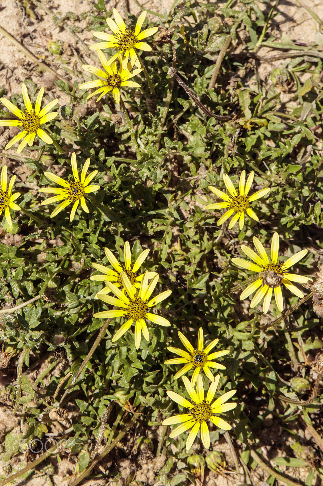 Sigma 24-70mm F2.8 EX DG Macro sample photo. Wild flowers photography