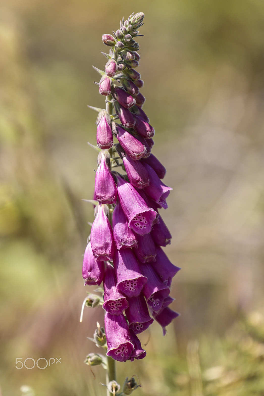 Canon EF 70-300mm F4-5.6L IS USM sample photo. Wild flowers photography