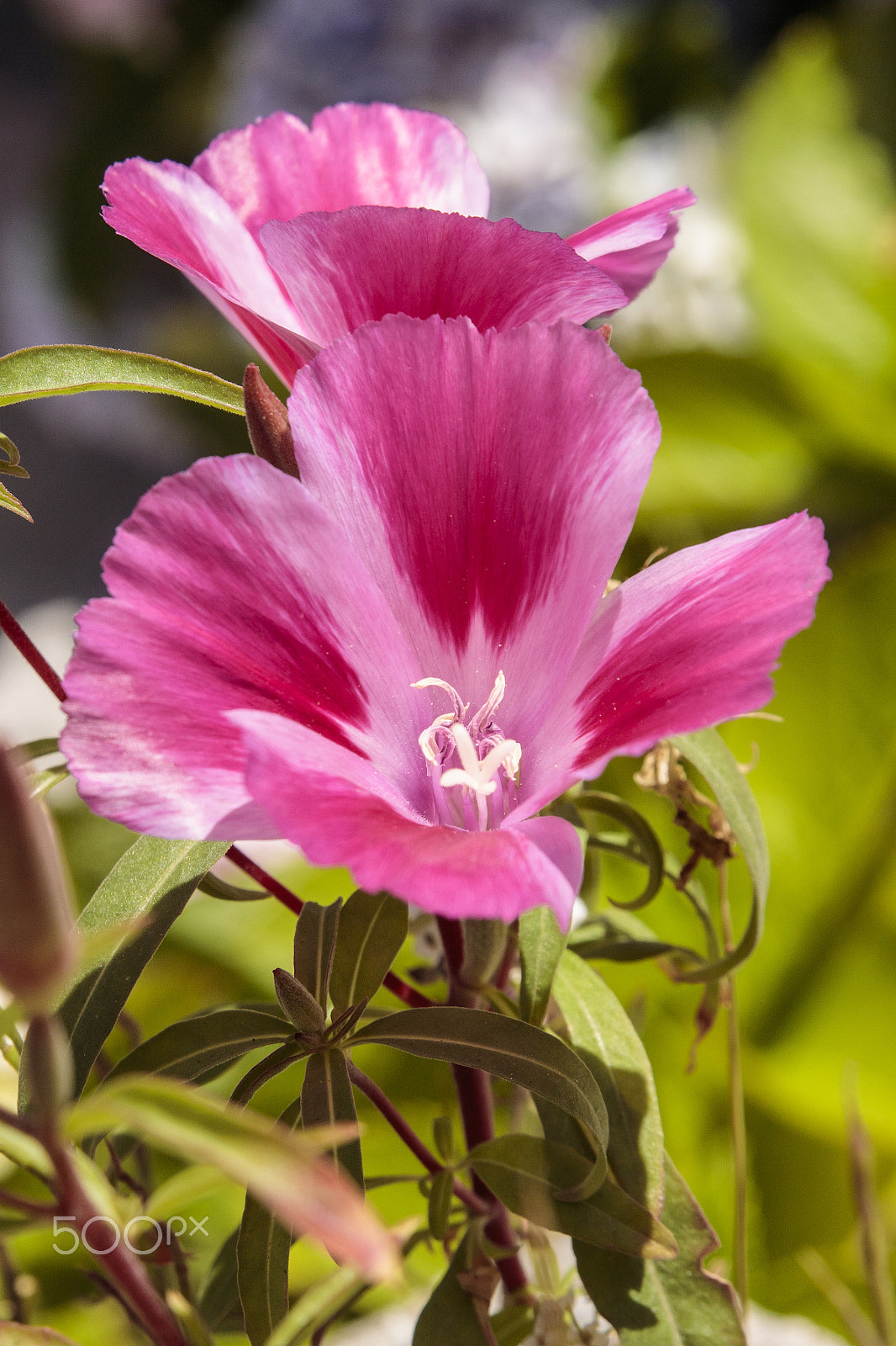 Sigma 24-70mm F2.8 EX DG Macro sample photo. Wild flowers photography