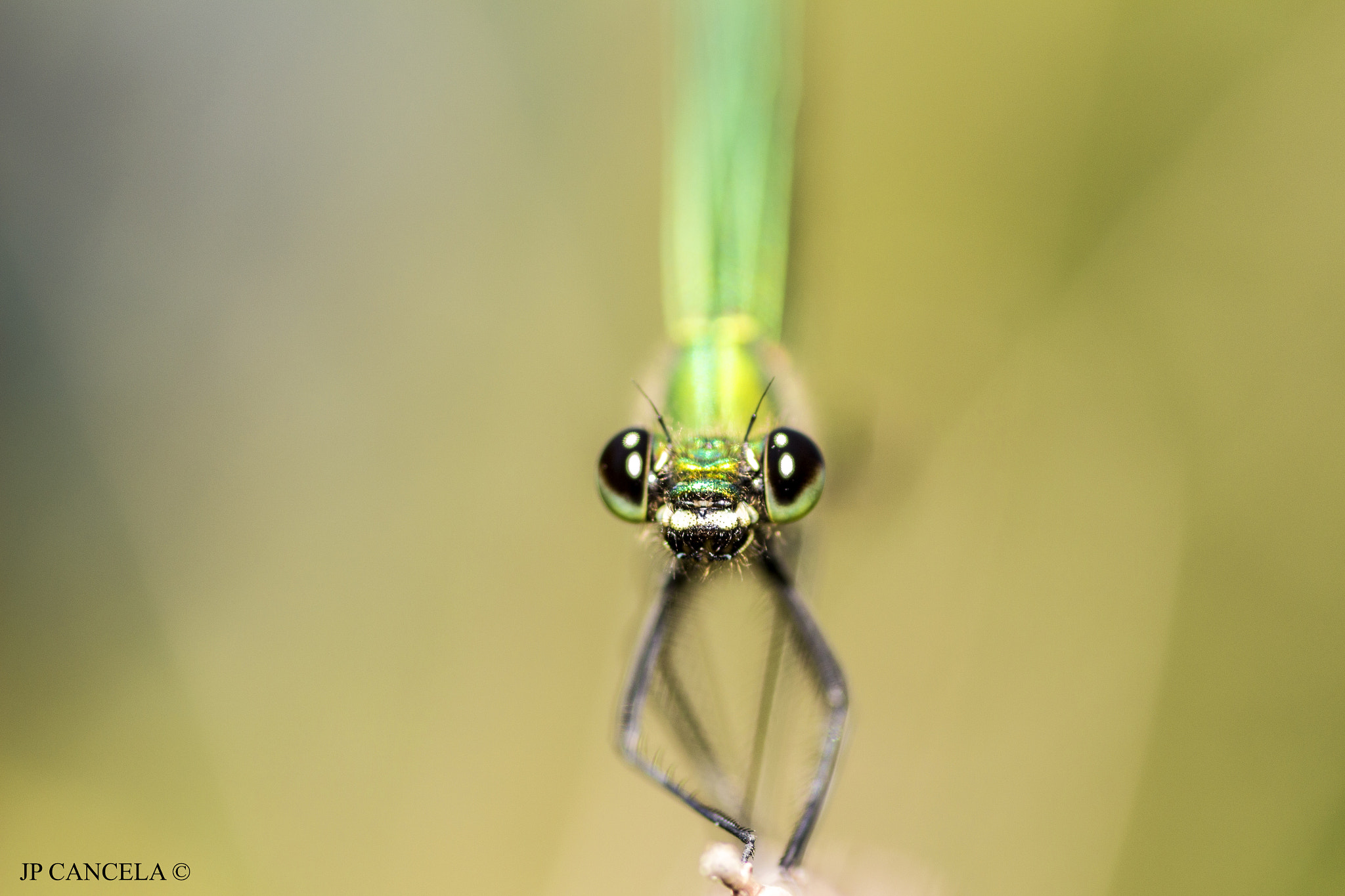 Canon EOS 700D (EOS Rebel T5i / EOS Kiss X7i) + Tamron SP AF 90mm F2.8 Di Macro sample photo. Calopterys splendes female photography