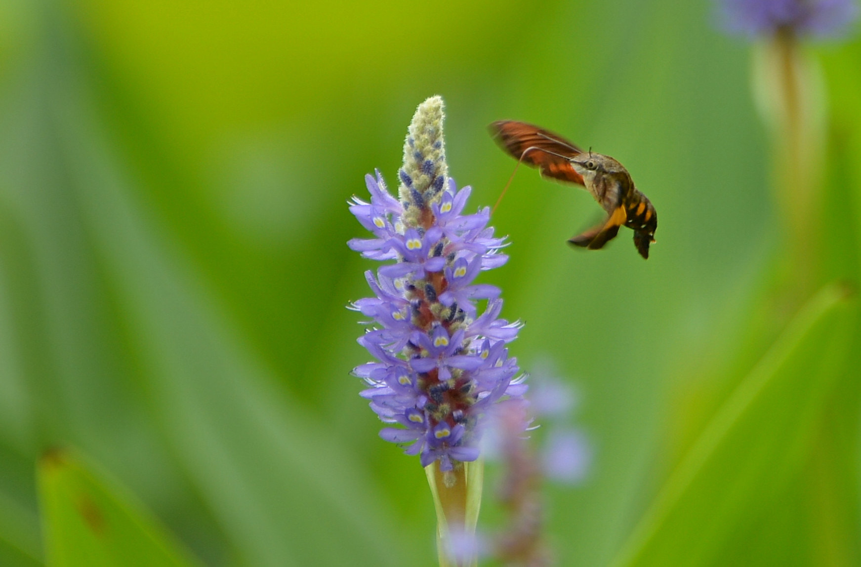 Nikon D4 sample photo. Macroglossum stell photography