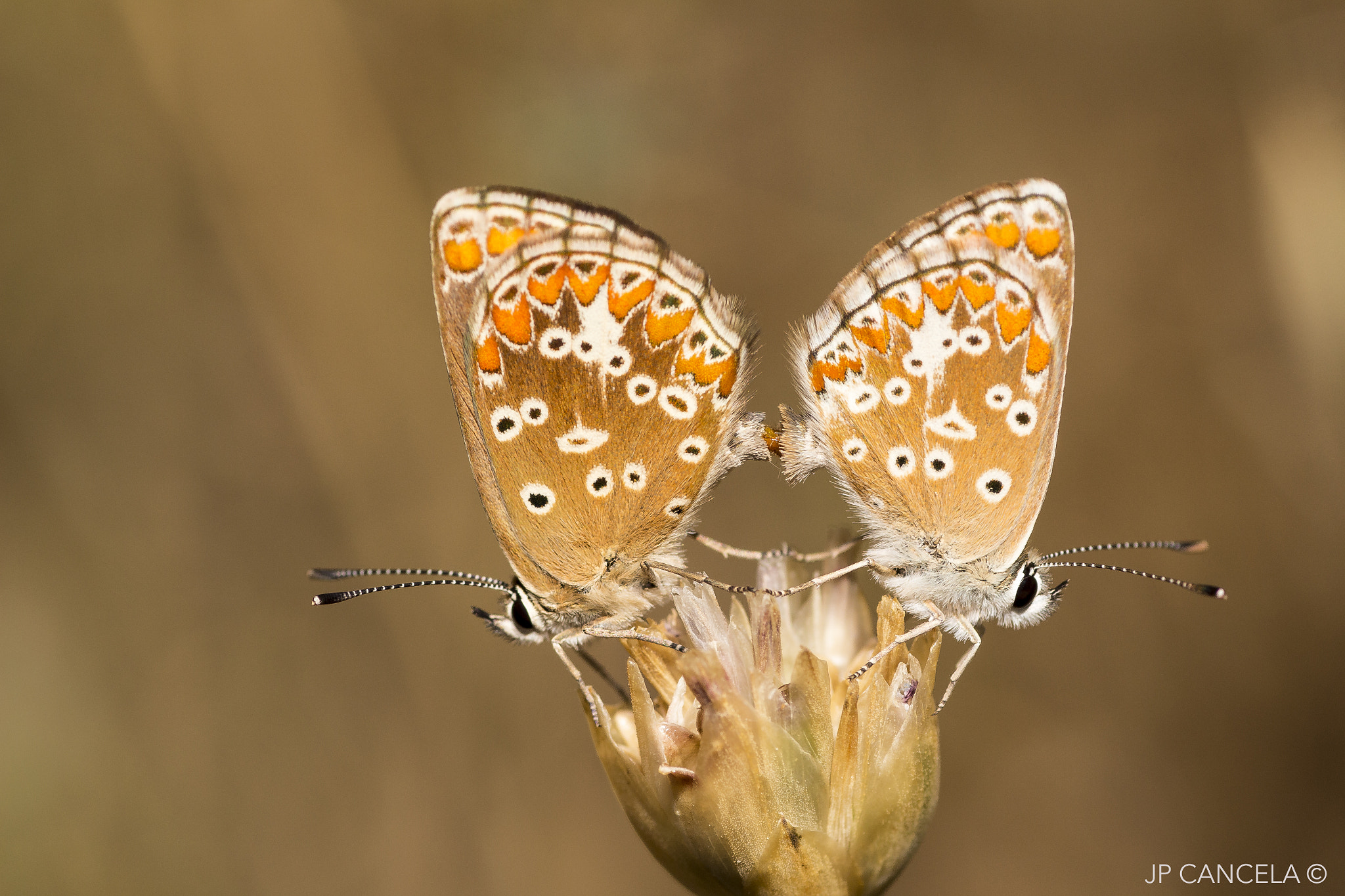 Canon EOS 700D (EOS Rebel T5i / EOS Kiss X7i) + Tamron SP AF 90mm F2.8 Di Macro sample photo. Aricia cramera mating photography