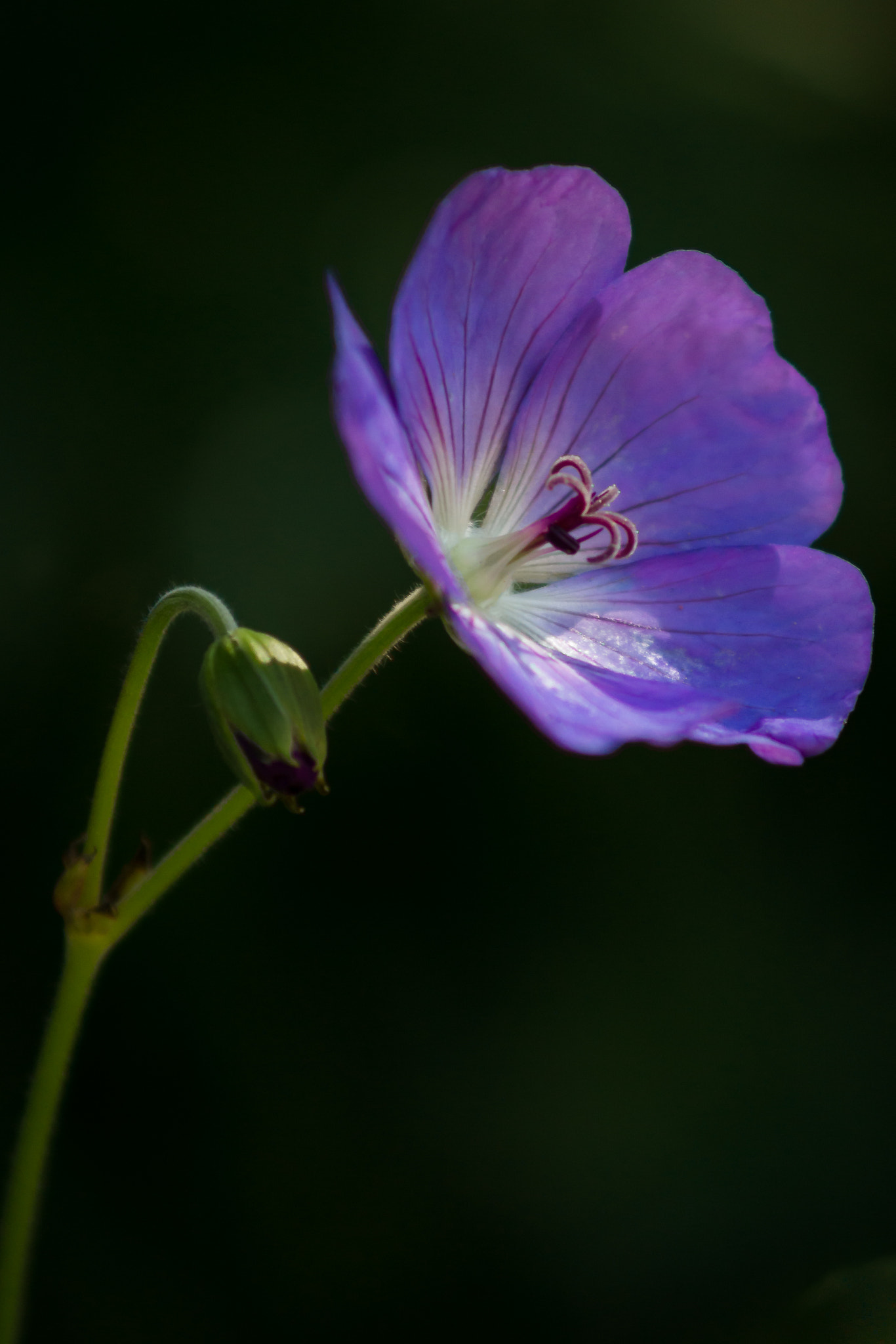 Sony SLT-A77 sample photo. Flower bud photography