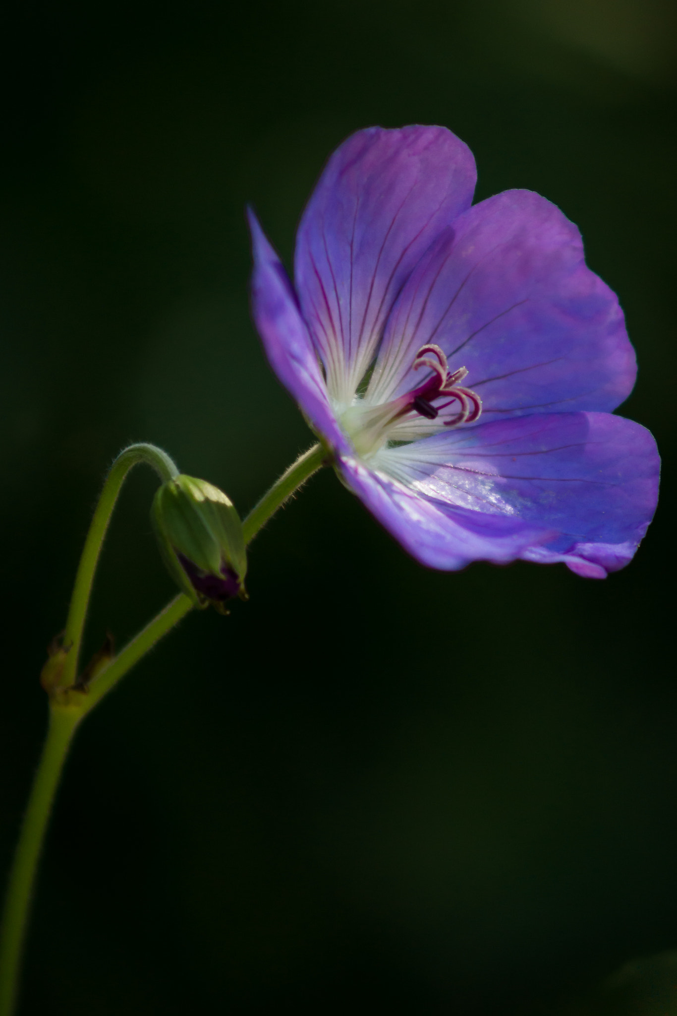 Sony SLT-A77 + Minolta AF 70-210mm F4 Macro sample photo. Flower bud photography