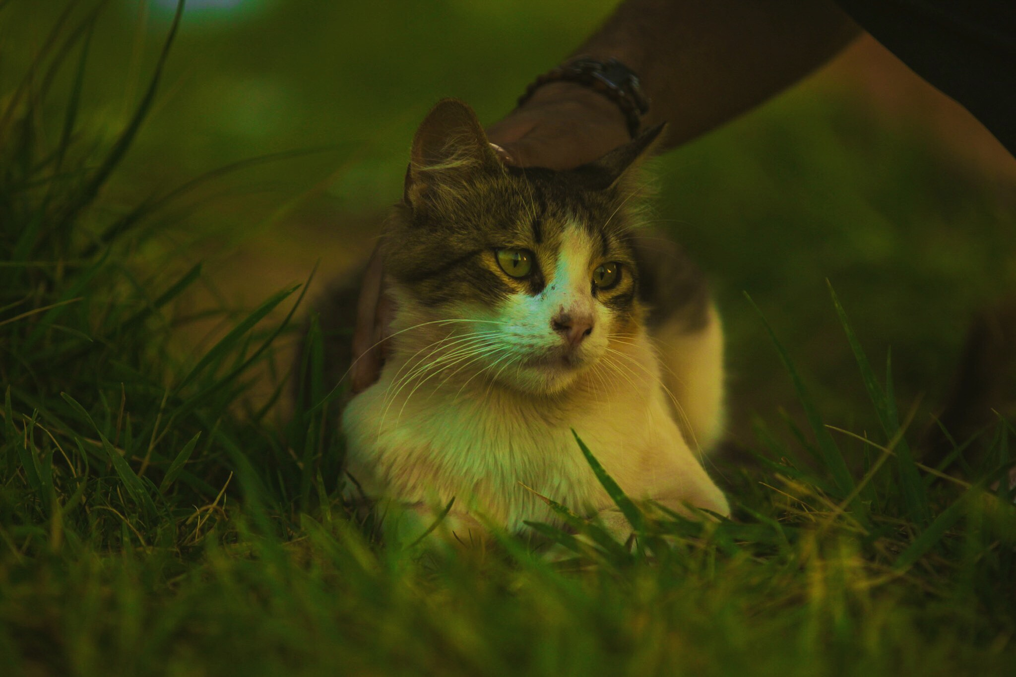 Canon EF 70-200mm F2.8L IS II USM sample photo