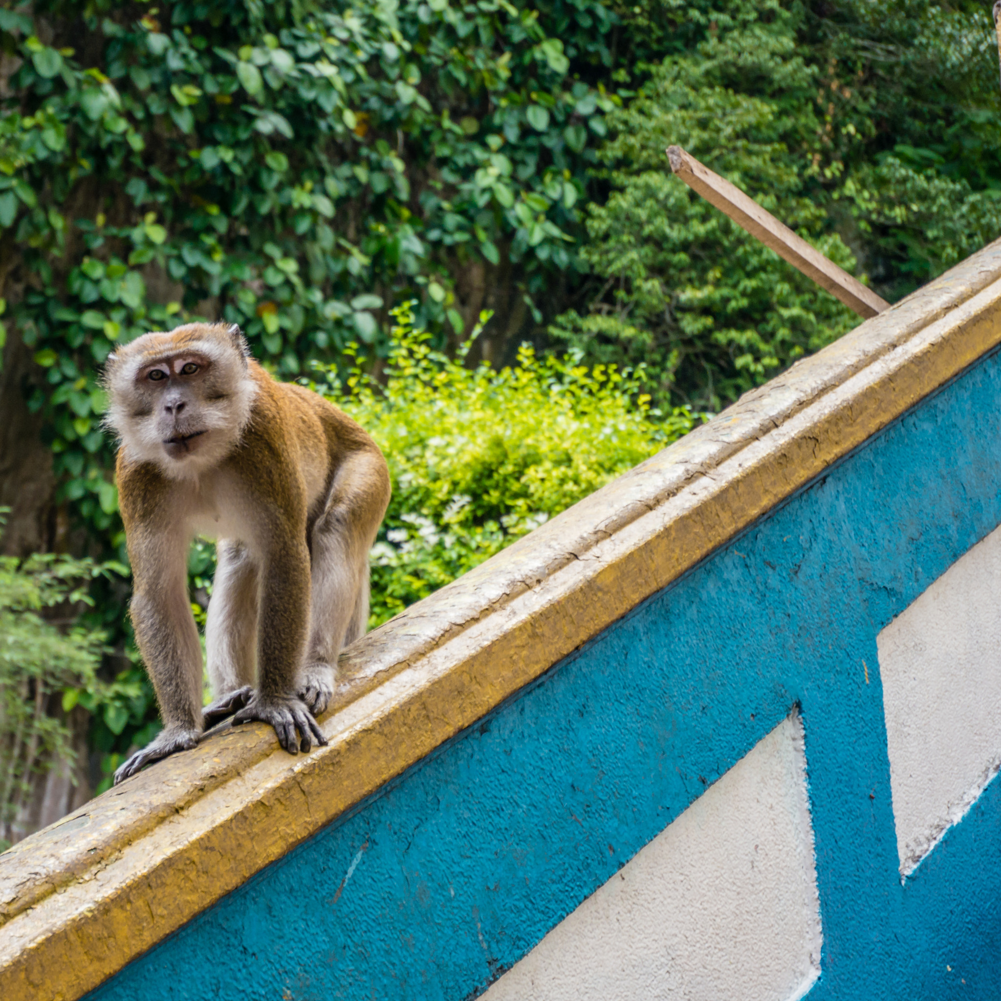 Panasonic Lumix DMC-G5 + LUMIX G VARIO PZ 14-42/F3.5-5.6 sample photo. The batu monkey photography