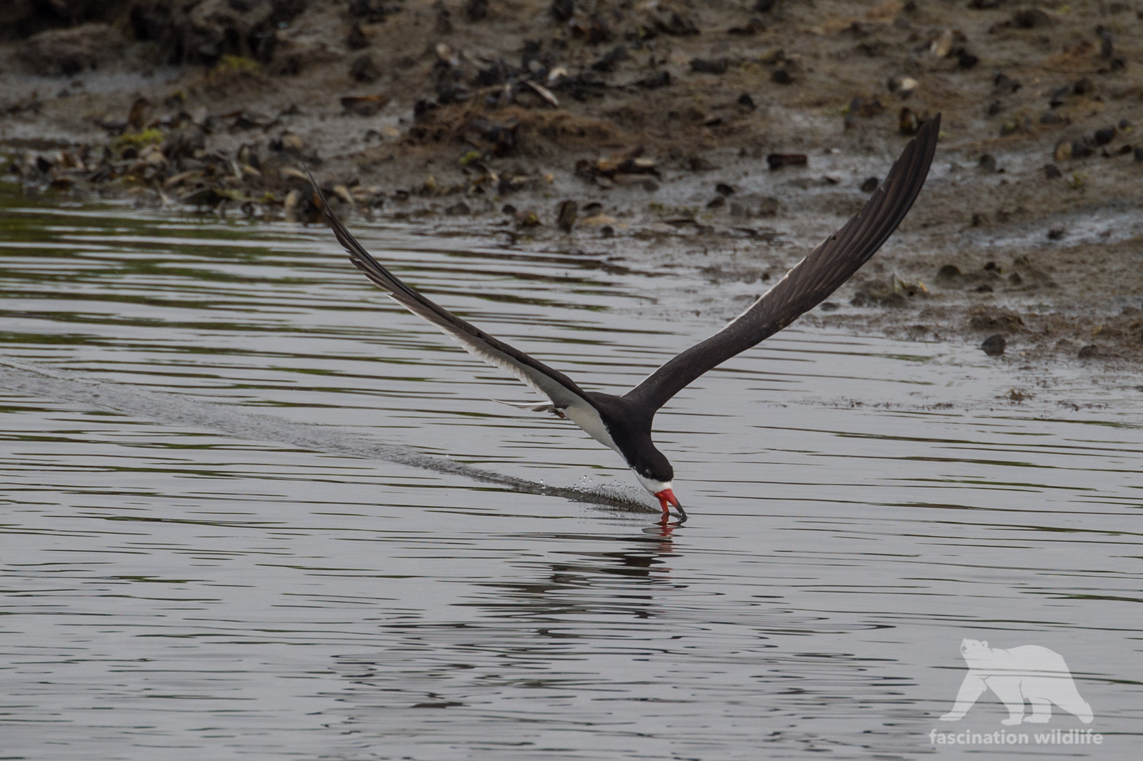 Nikon D4S sample photo. Black skimmer photography