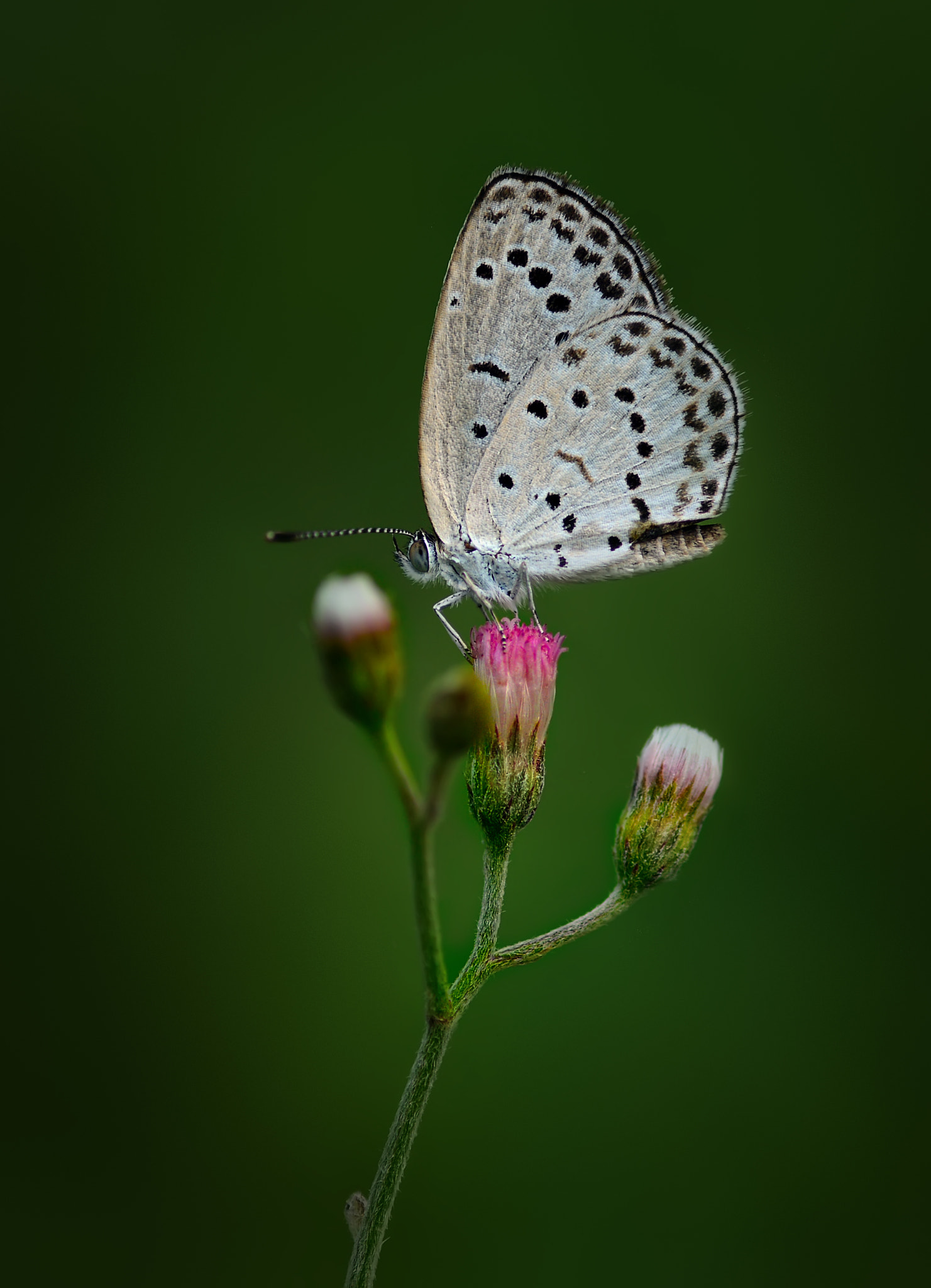 Nikon D5200 + Tamron SP 90mm F2.8 Di VC USD 1:1 Macro sample photo. Pale grass blue photography