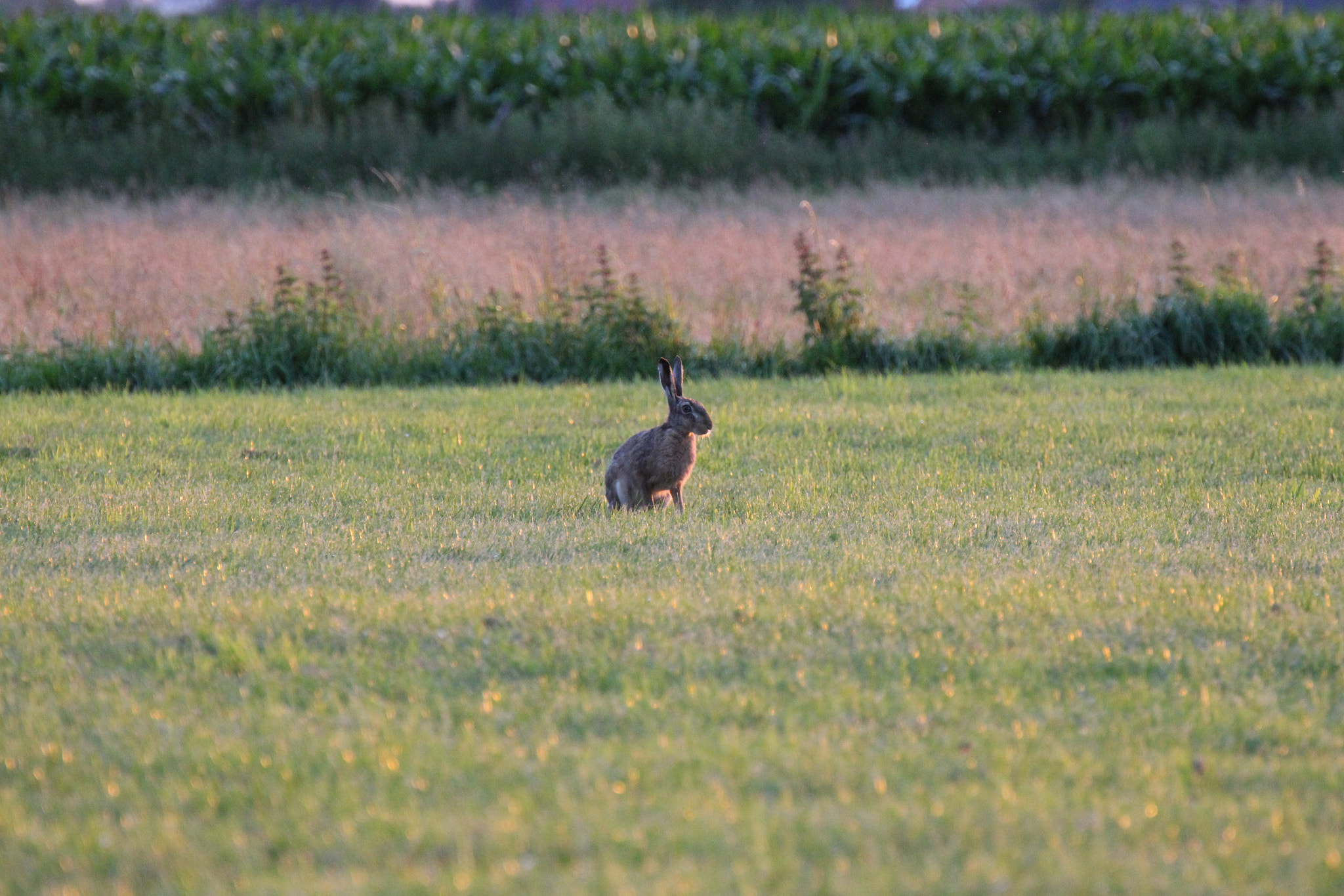 Tamron SP 35mm F1.8 Di VC USD sample photo. Hare in sunset photography