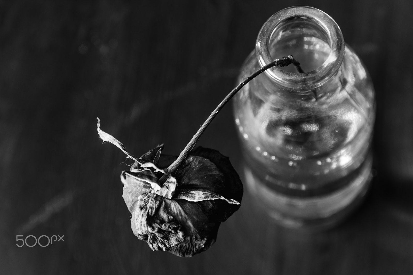 Nikon D7200 + Sigma 18-250mm F3.5-6.3 DC OS HSM sample photo. Dead rose (beauty lost) photography