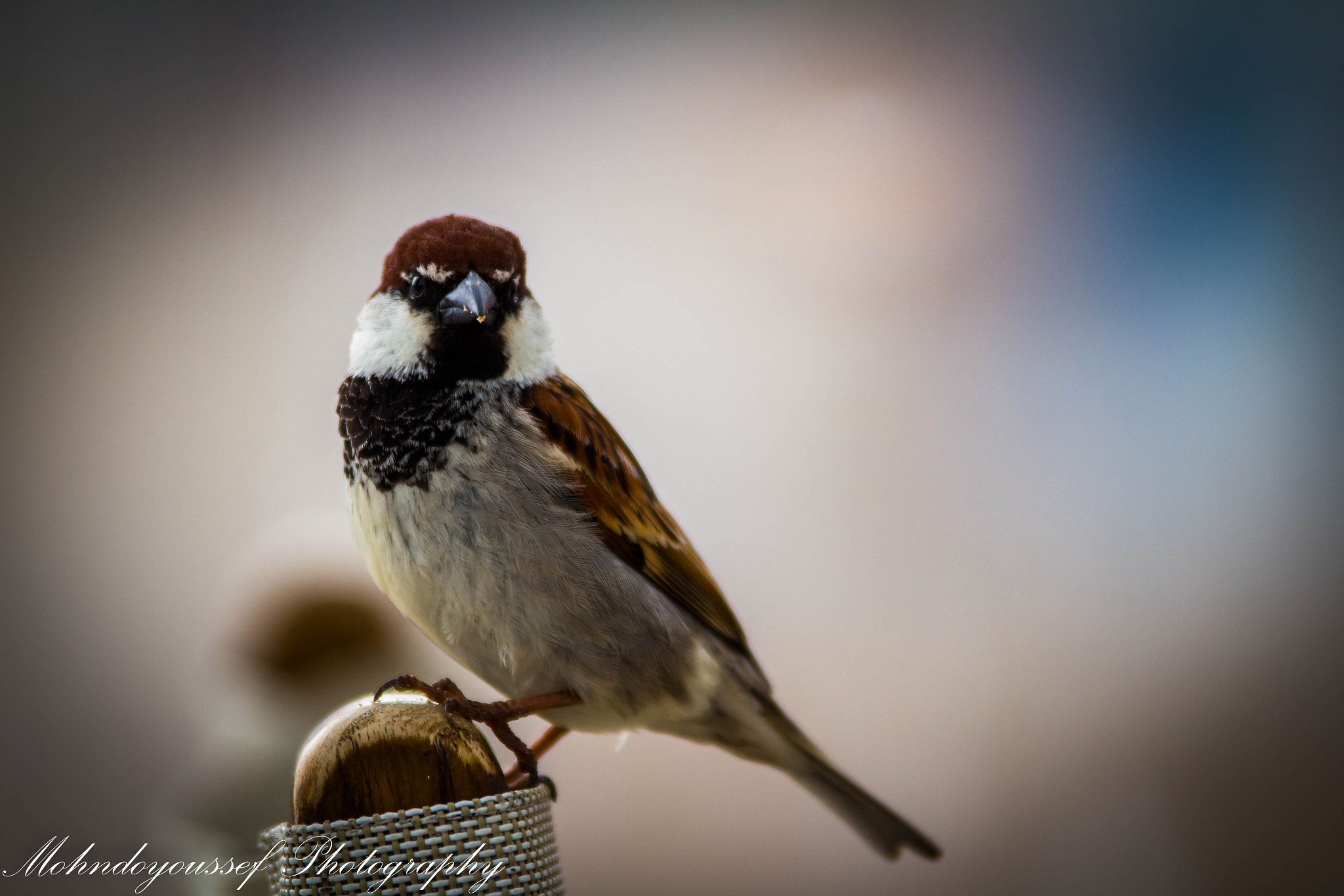 Tamron SP AF 70-200mm F2.8 Di LD (IF) MACRO sample photo. Aboucham photography