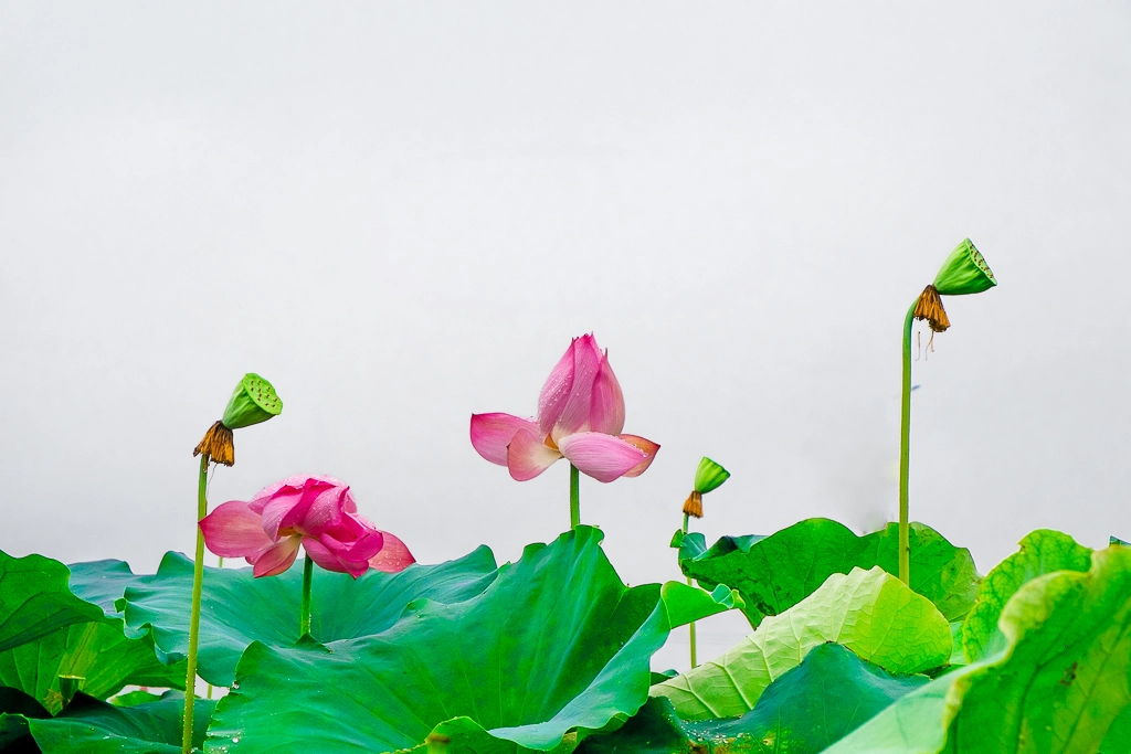 Fujifilm X-M1 + Fujifilm XF 18-55mm F2.8-4 R LM OIS sample photo. 荷花 photography