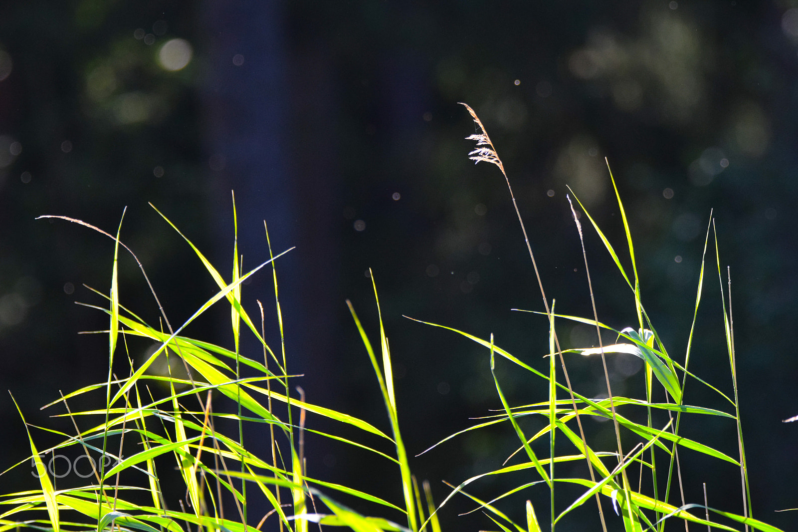 Tamron SP 150-600mm F5-6.3 Di VC USD sample photo. Summer sunset on a grass field photography