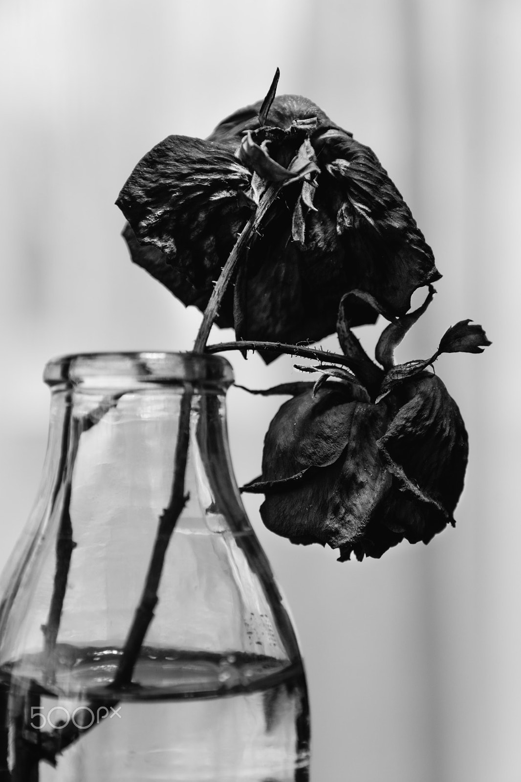 Nikon D7200 + Sigma 18-250mm F3.5-6.3 DC OS HSM sample photo. Dead roses (beauty lost) photography