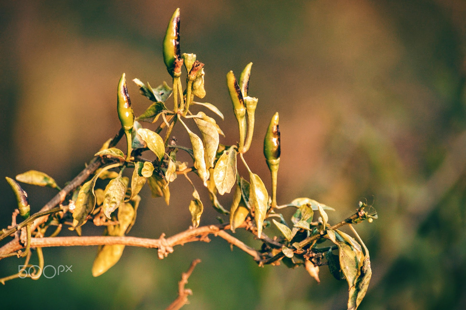 Sony Alpha DSLR-A200 + Tamron Lens (255) sample photo. Sunburnt chillies photography