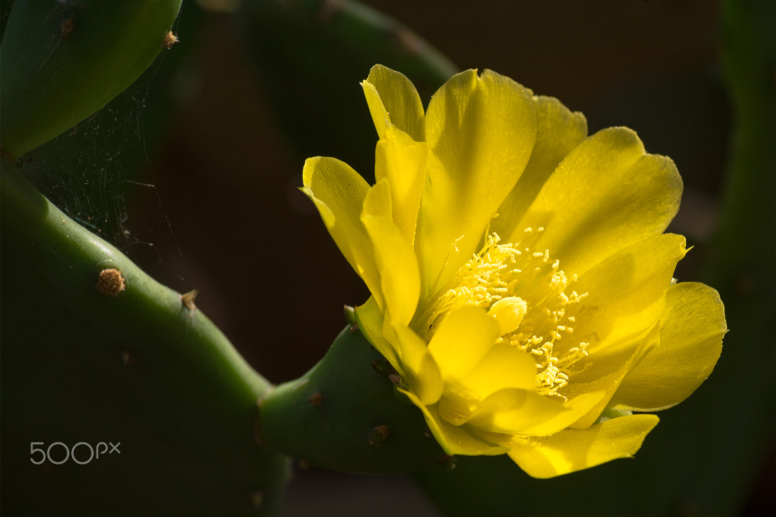 Nikon D750 + Sigma 50-150mm F2.8 EX APO DC HSM II + 1.4x sample photo. Yellow flower of the prickly pear photography