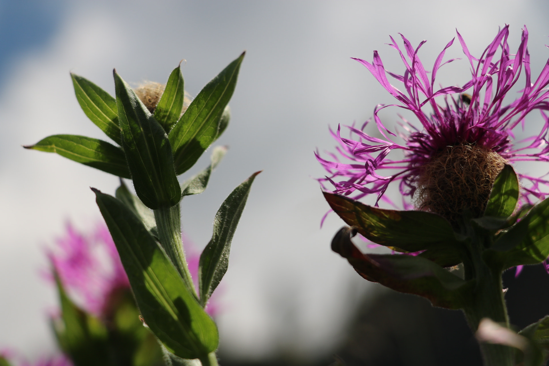 Canon EOS 750D (EOS Rebel T6i / EOS Kiss X8i) sample photo. Flowers  photography