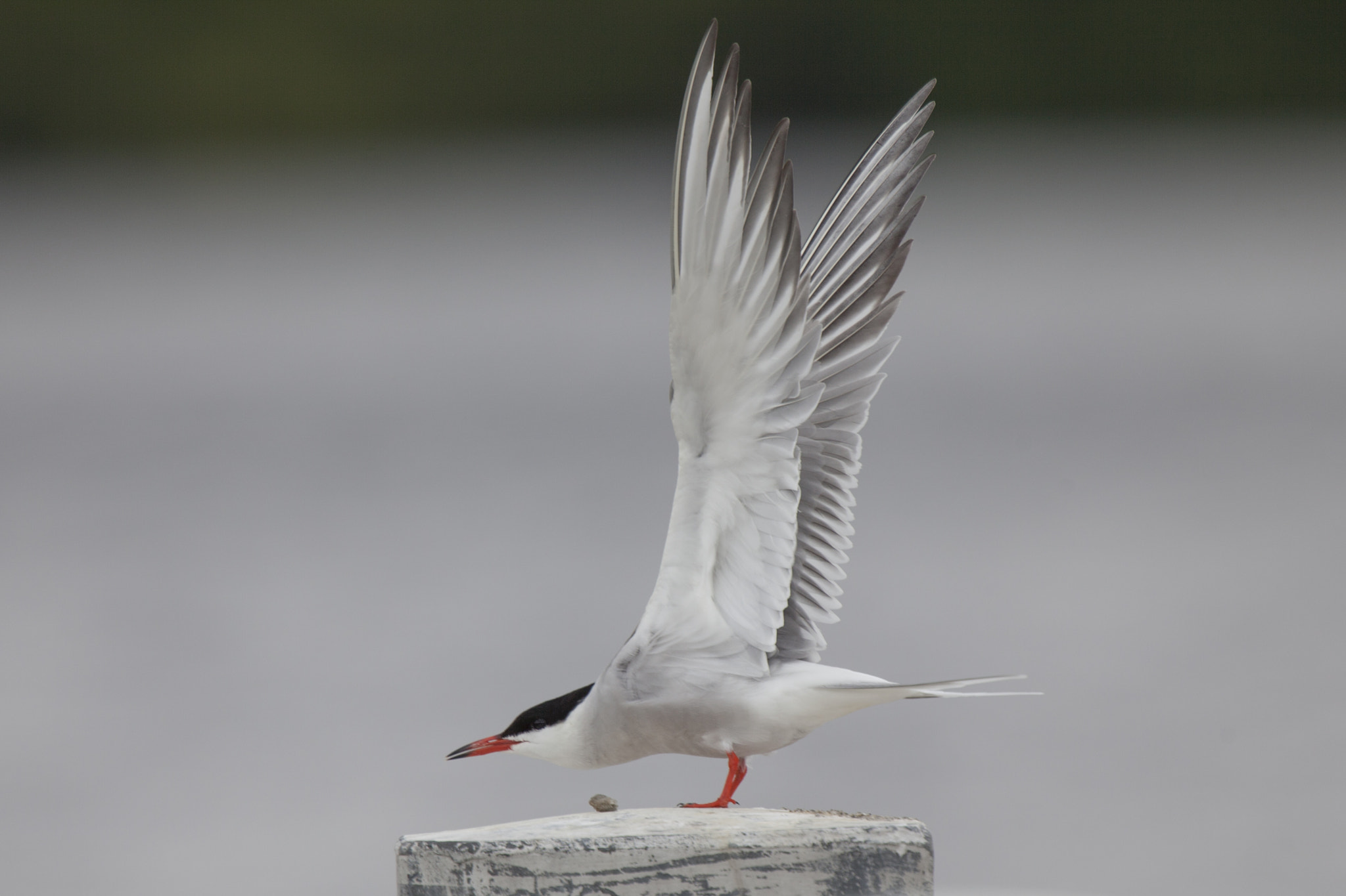Canon EF 400mm F2.8L IS USM sample photo. Visdief photography