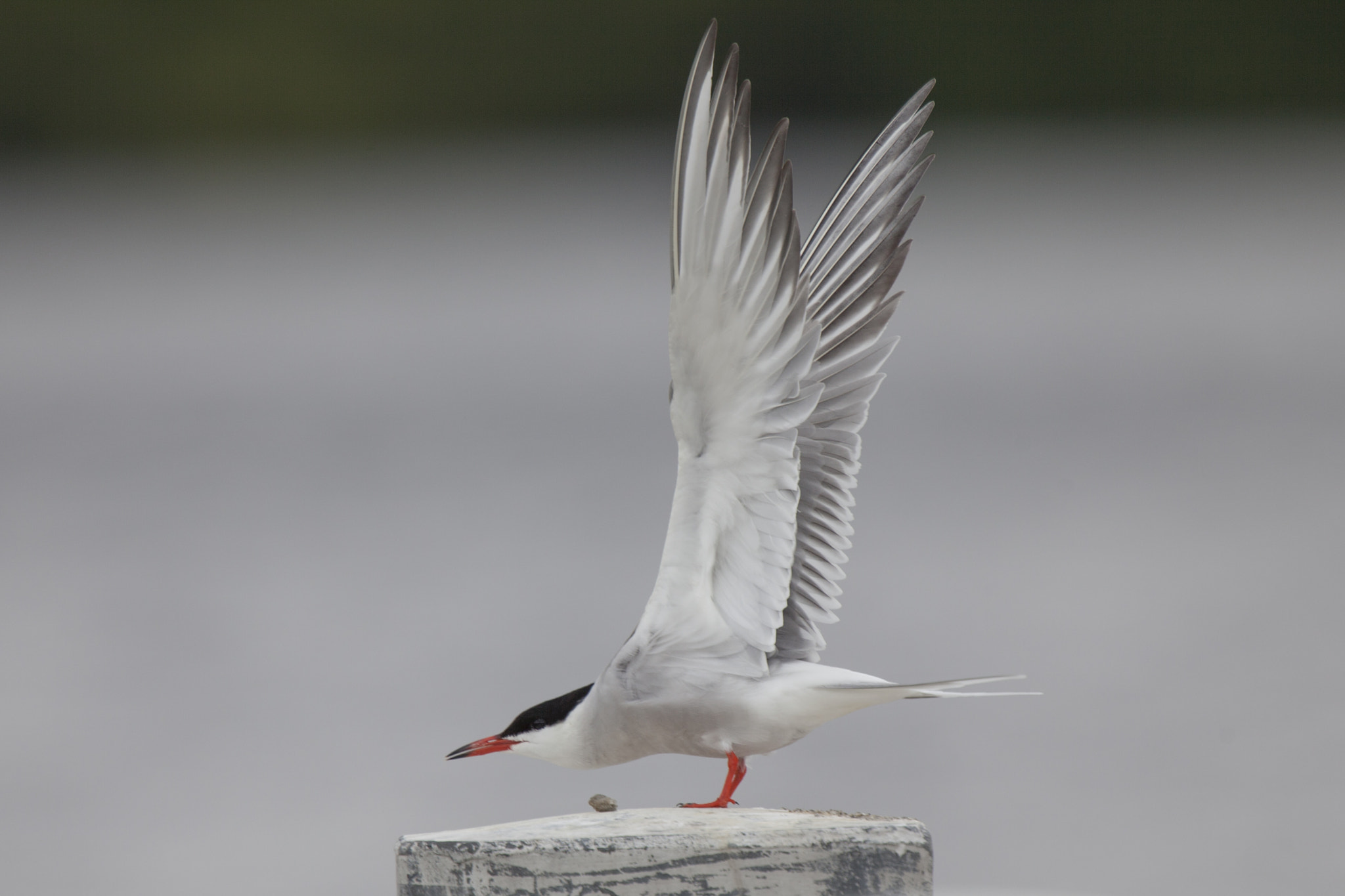 Canon EOS 5D Mark II + Canon EF 400mm F2.8L IS USM sample photo. Visdief photography