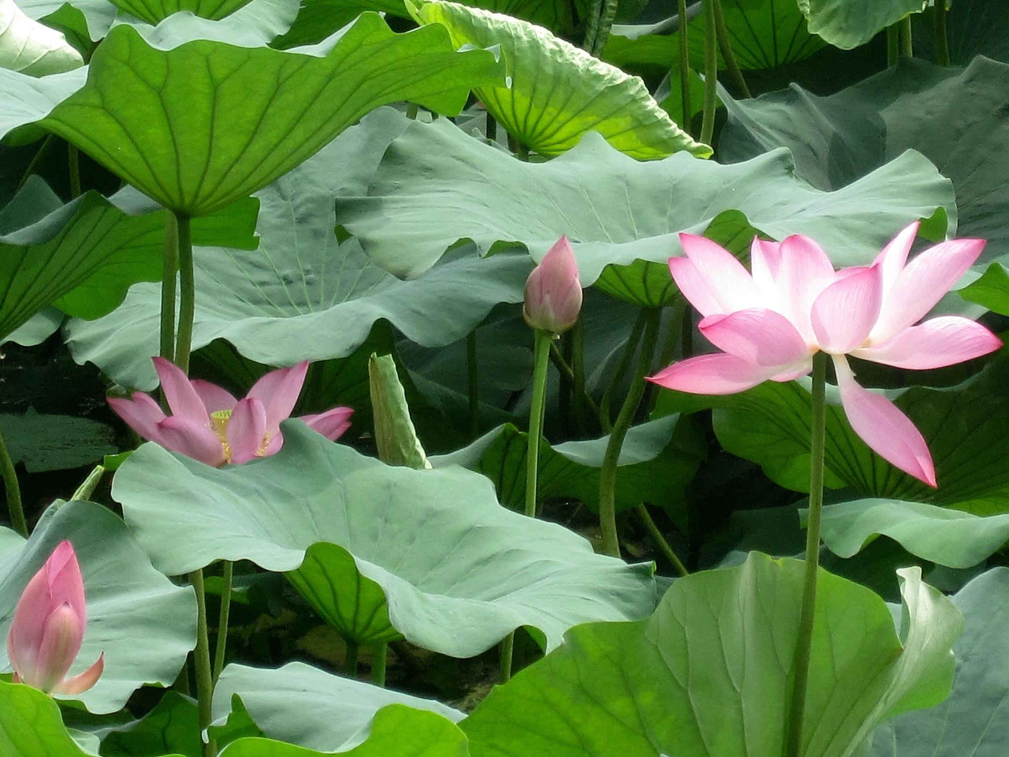 Canon PowerShot SD880 IS (Digital IXUS 870 IS / IXY Digital 920 IS) sample photo. Lotus pond 荷花池 photography