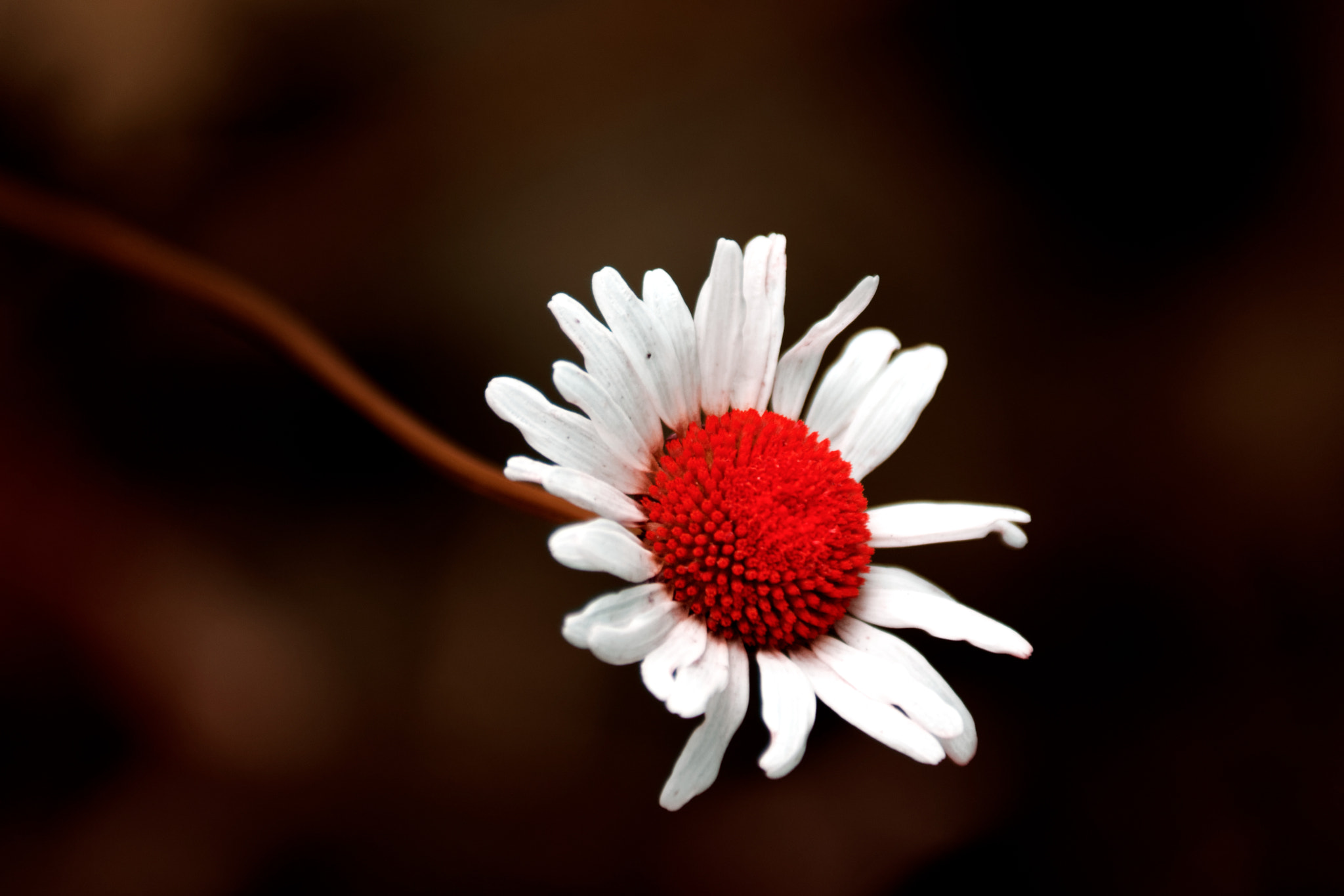 Sony 75-300mm F4.5-5.6 sample photo. Flower photography