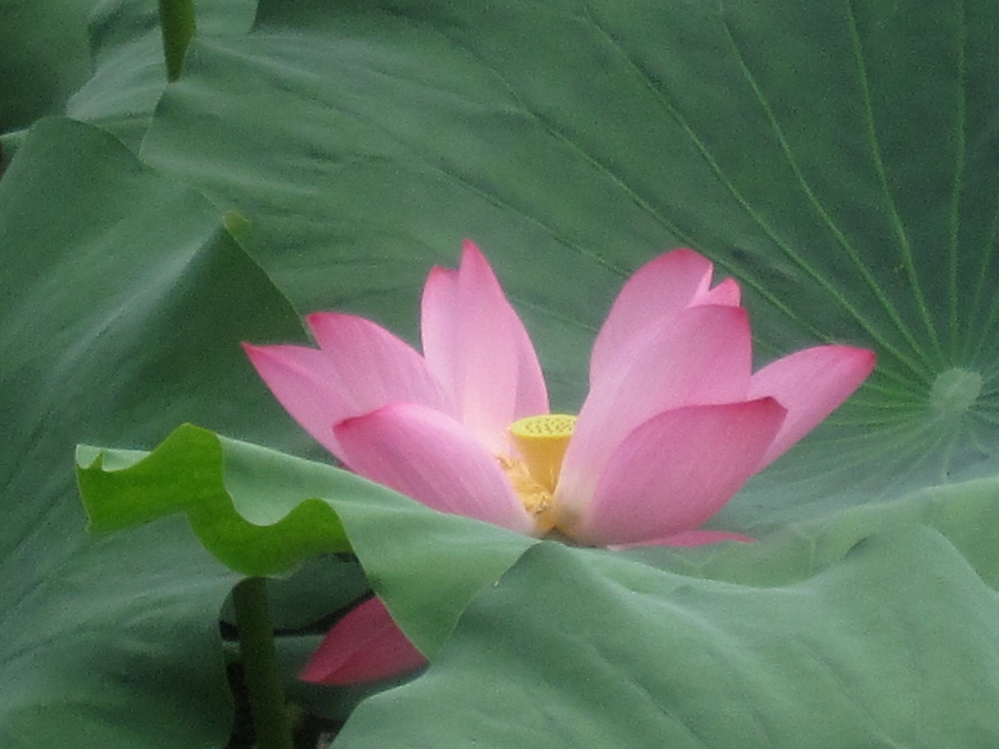 Canon PowerShot SD880 IS (Digital IXUS 870 IS / IXY Digital 920 IS) sample photo. Lotus 荷花 photography