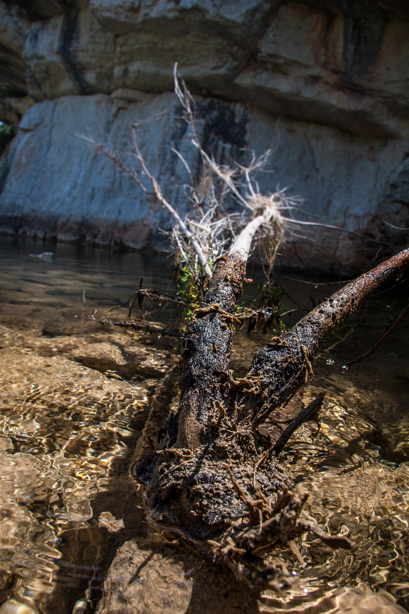 Canon EF-S 17-85mm F4-5.6 IS USM sample photo. Faun and flora of the river photography