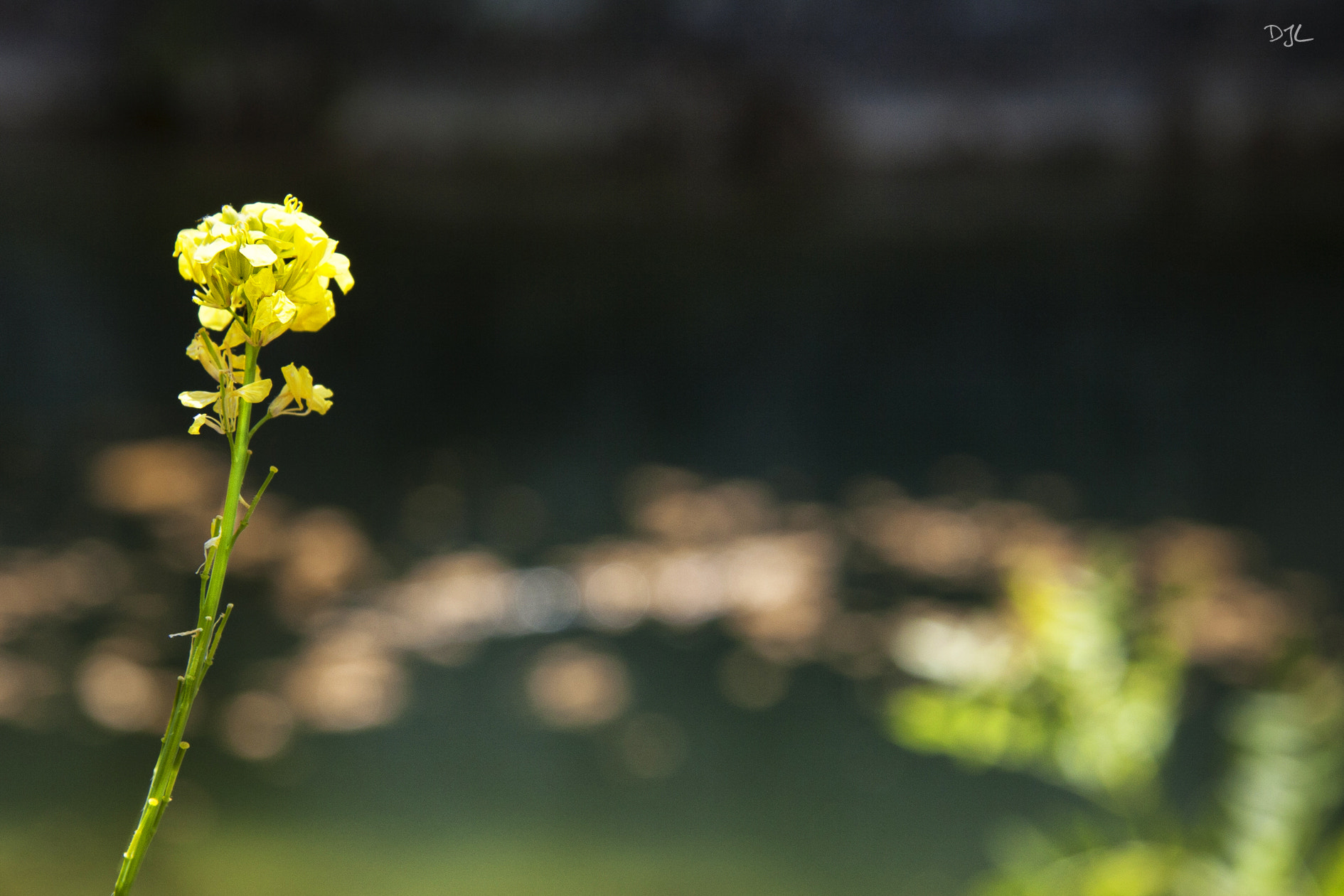 Canon EF-S 17-85mm F4-5.6 IS USM sample photo. Faun and flora of the river photography