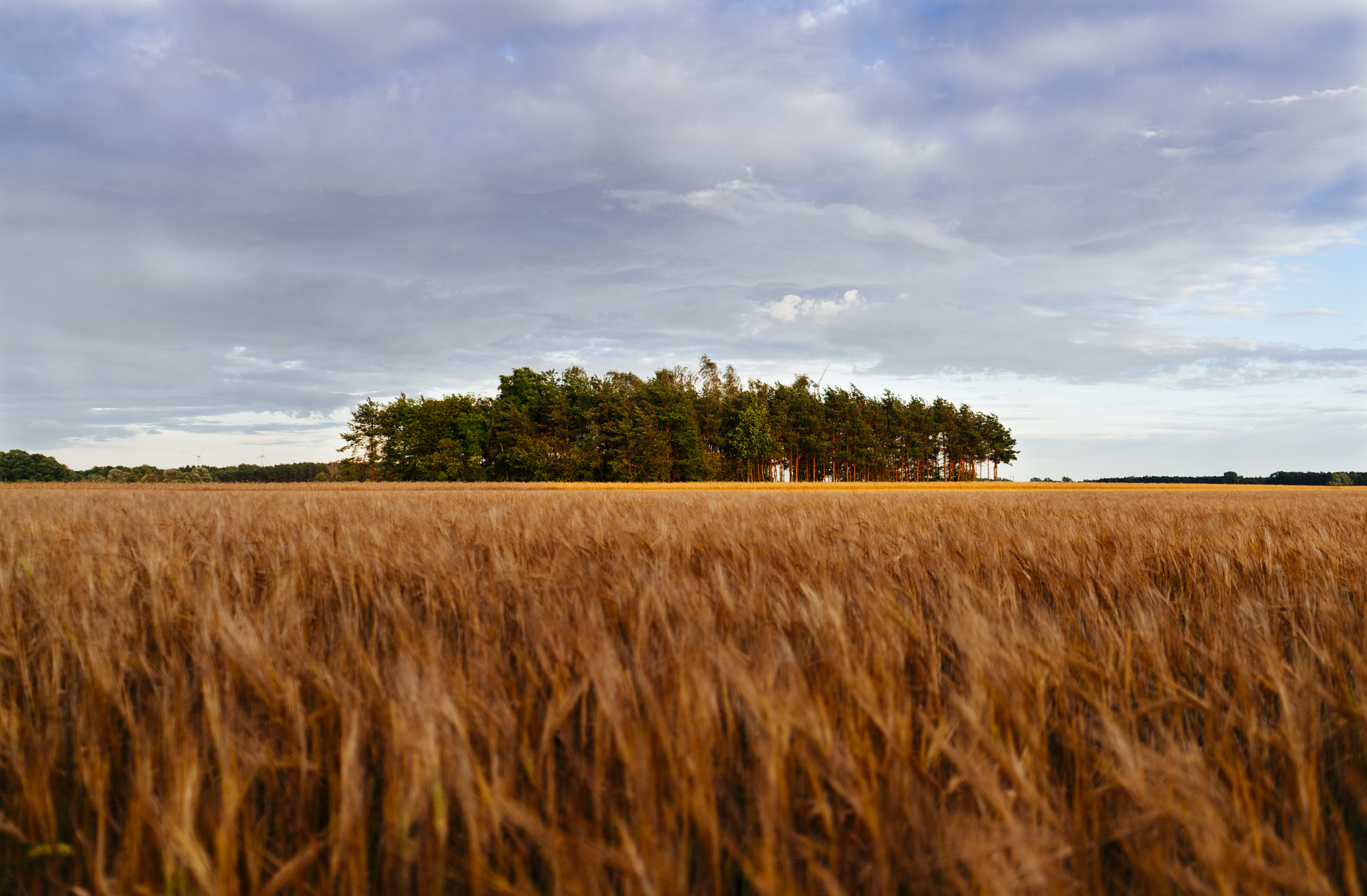 Sony a7R II + Sony FE 28-70mm F3.5-5.6 OSS sample photo. Pines in the middle of a field? yes, please! photography
