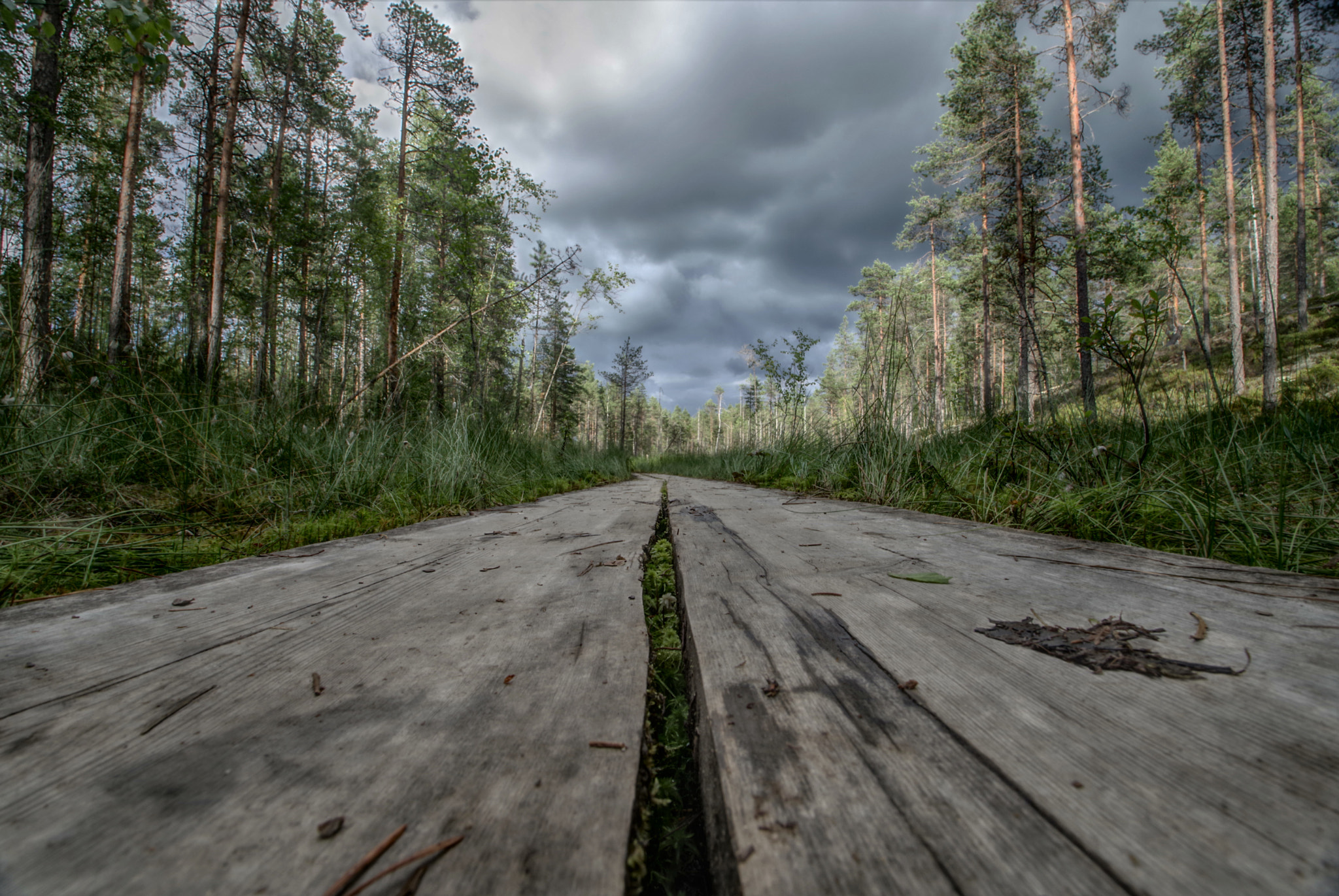 Pentax K-1 sample photo. Highway of swamp photography