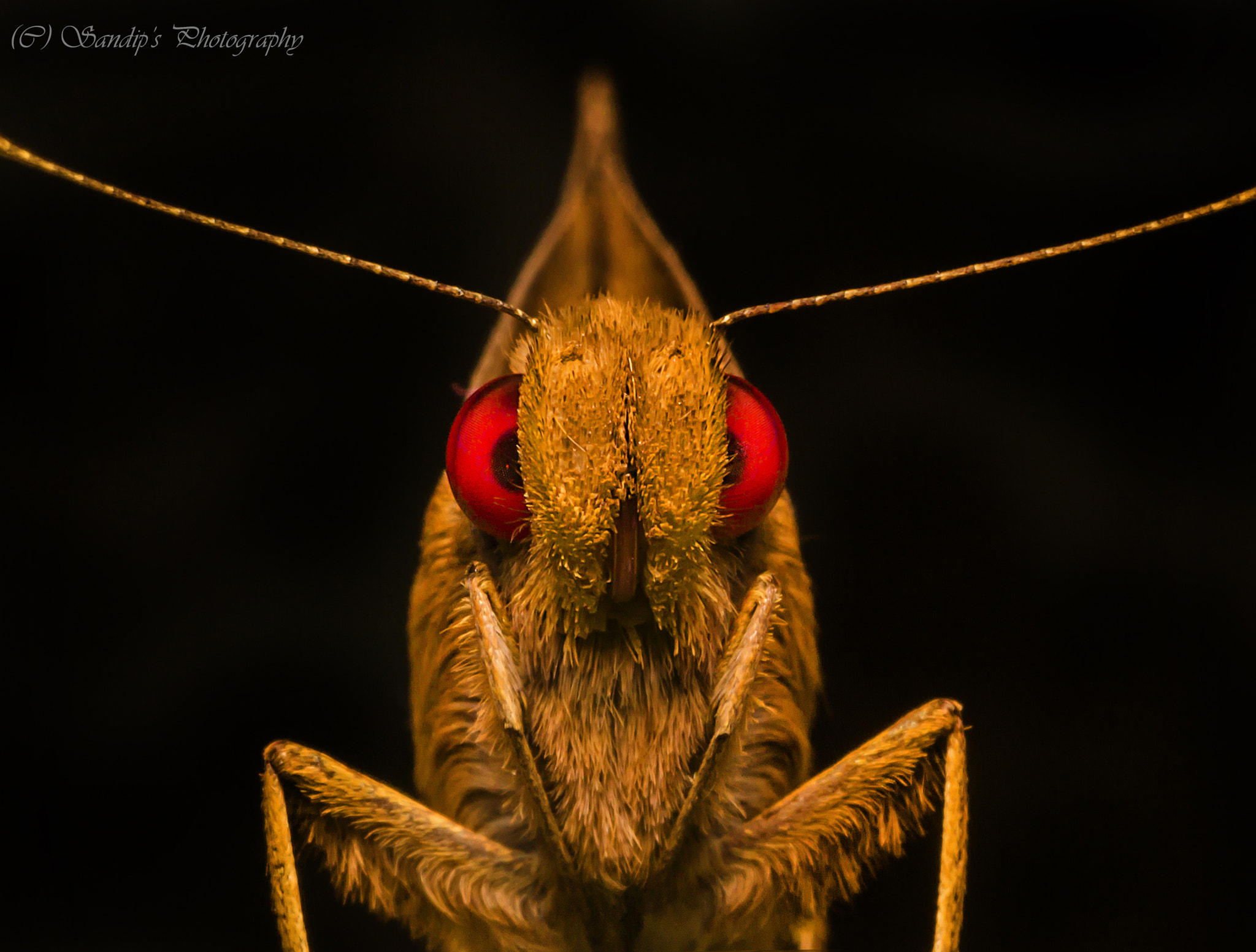 Canon EOS 600D (Rebel EOS T3i / EOS Kiss X5) + Tamron SP AF 90mm F2.8 Di Macro sample photo. The angry guy.... photography