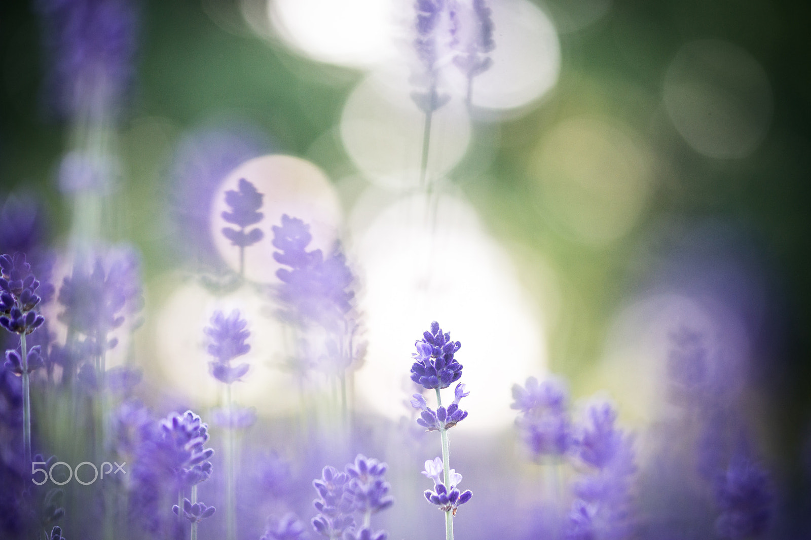 Sony a99 II + Sony 100mm F2.8 Macro sample photo. Mirage photography