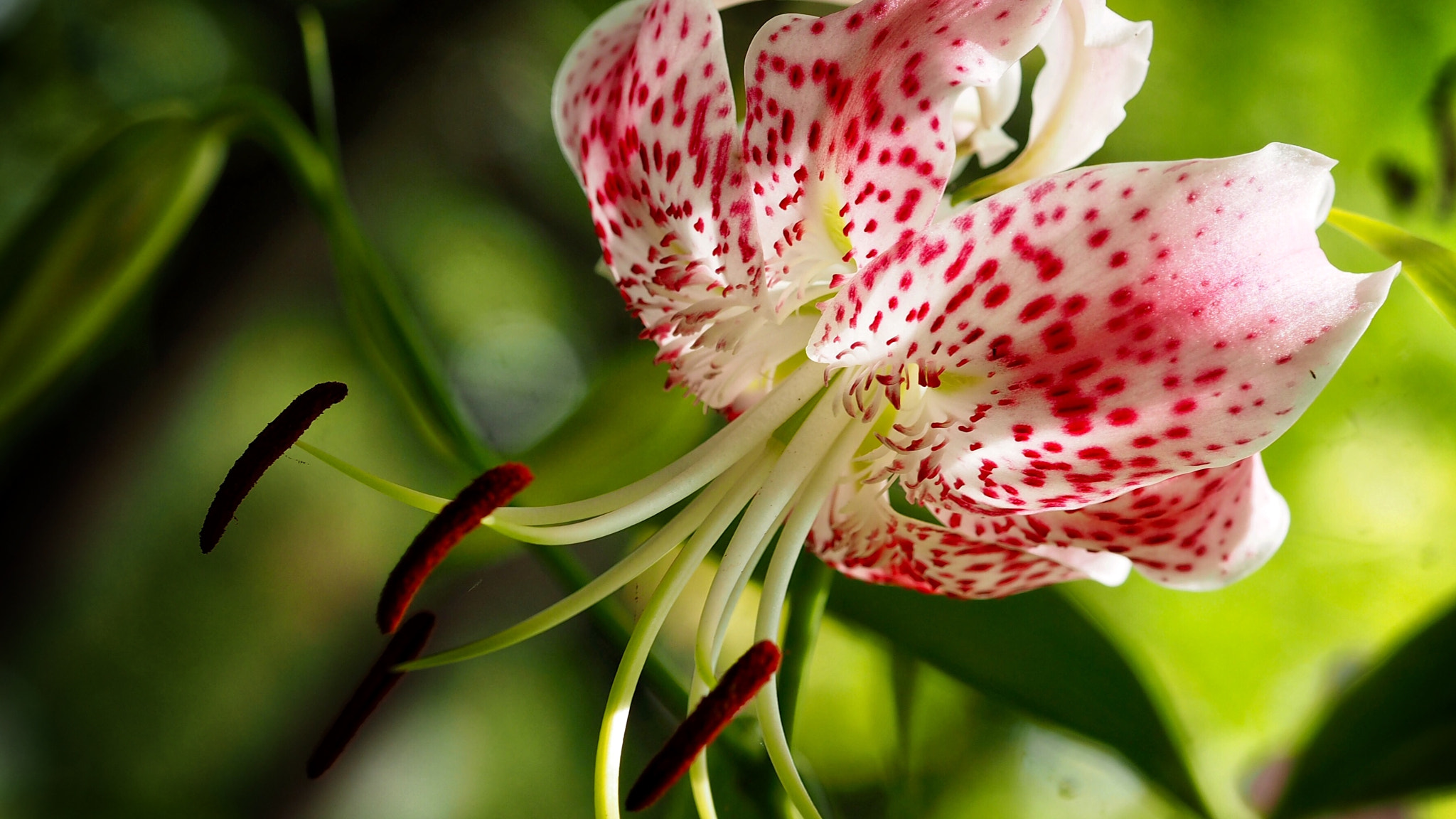 Olympus PEN E-PL7 sample photo. Lilium speciosum photography